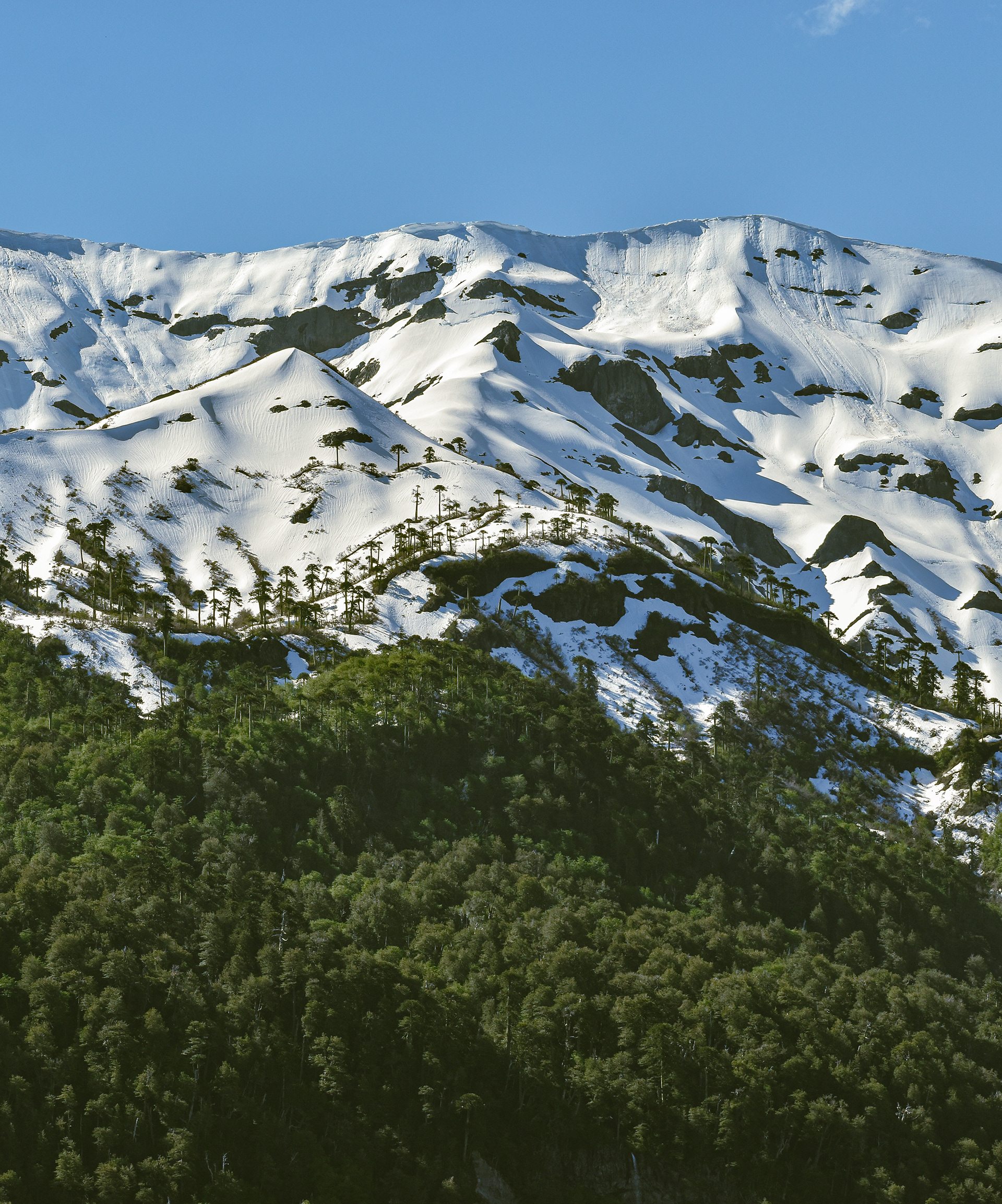 Araucarias del Conguillío