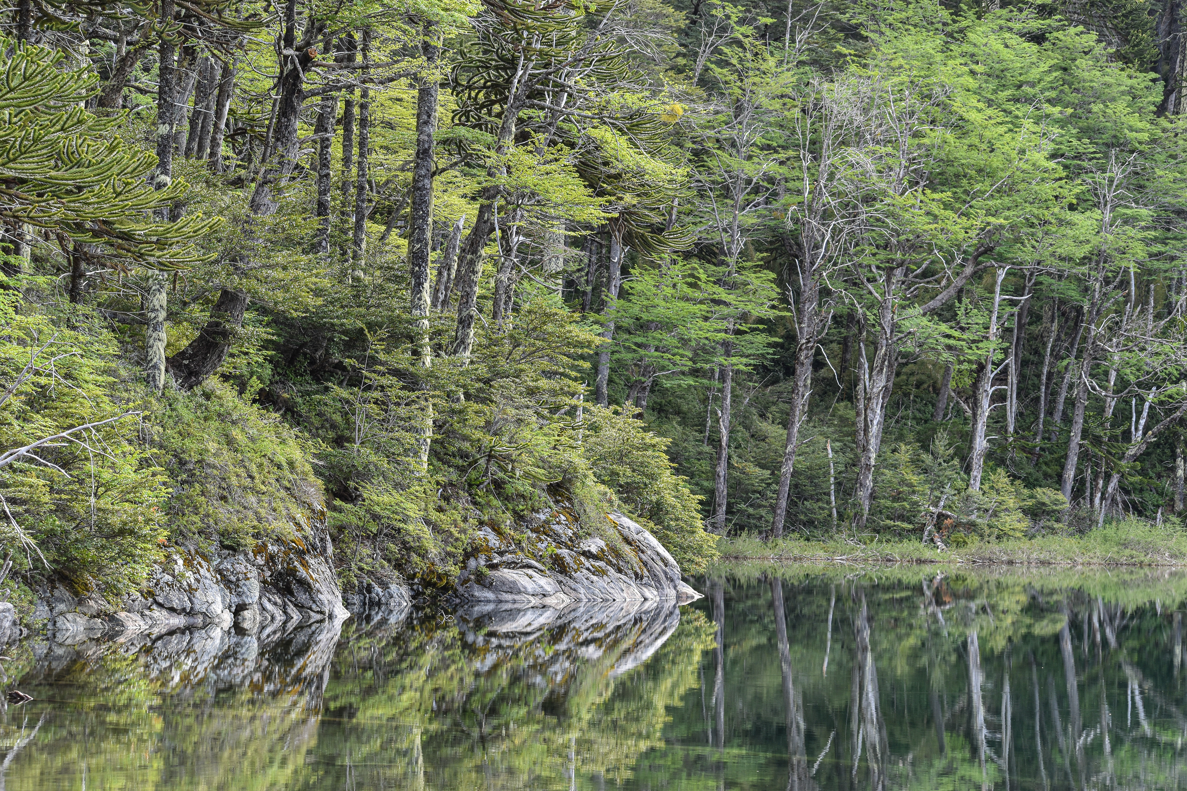 Reflejo del Bosque PN Huerquehue