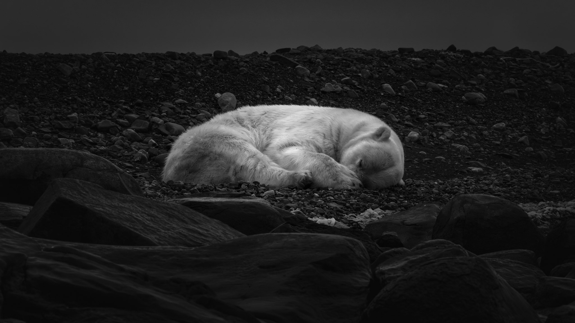 DREAMS OF ICE | NOMINEE FOR 2025 EXPOSUREONE AWARDS  |  Polar bears are often portrayed as powerful predators, icons of strength perfectly adapted to one of the harshest environments on Earth. What makes this moment so memorable is how completely it challenged that image.