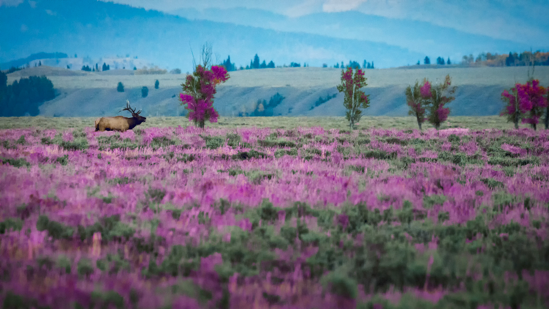 ELK IN BLOOM