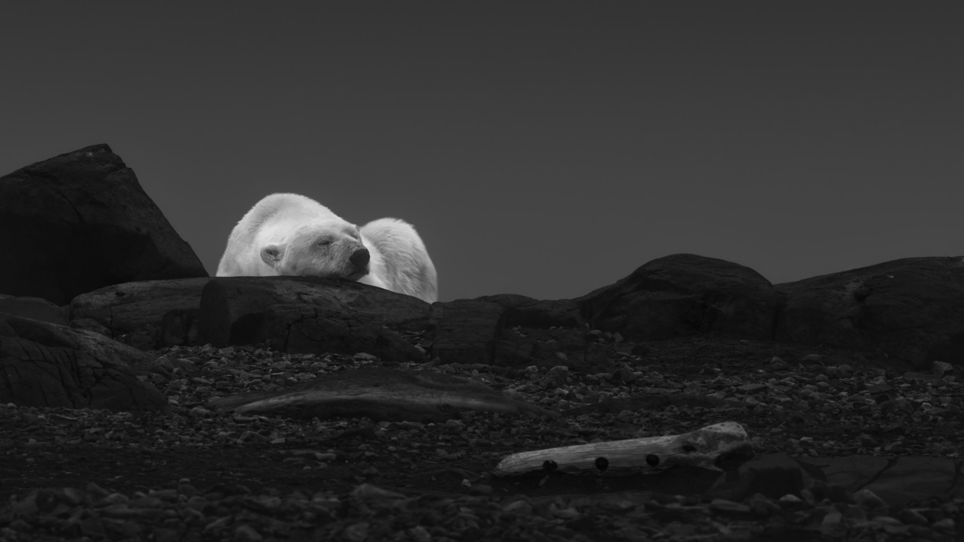 SAFE HAVEN |  For a fleeting moment, the Arctic's greatest predator becomes something unexpectedly familiar. Curled peacefully against the ancient rocks, this polar bear reveals a quiet vulnerability that reminds us that even the wildest souls seek comfort, warmth, and rest.