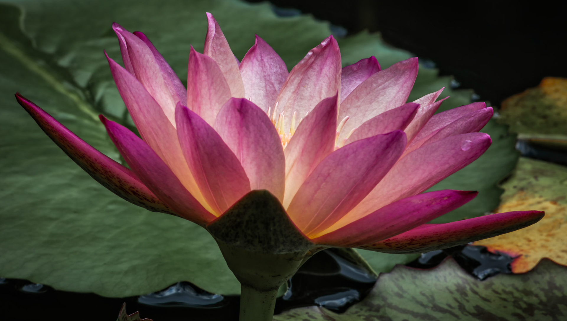 INNER LIGHT  |  Glowing from within, this water lily seems to capture the very essence of light. Its delicate pink petals cradle a warm golden center, creating the impression of a lantern floating peacefully among the lily pads.There is a quiet radiance to the flower that draws the eye and rewards closer inspection. The subtle translucence of the petals and the gentle color transitions give it an almost ethereal quality, transforming a simple pond scene into a study of elegance, light, and grace.