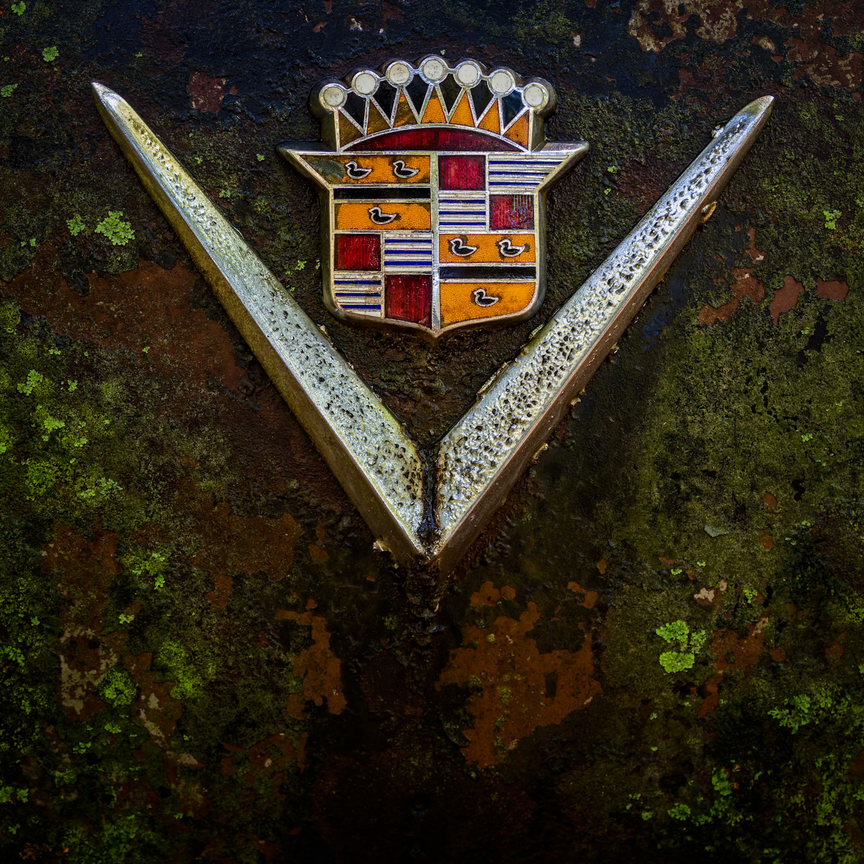WEATHERED PRESTIGE  |  Luxury, prestige, and innovation once defined this Cadillac. Today, time has rewritten the narrative.At the center of the composition, the iconic Cadillac crest and sweeping V emblem remain remarkably intact, standing in elegant contrast to the weathered surface surrounding them. Rust, oxidation, moss, and lichen have transformed the once polished bodywork into an intricate canvas of organic textures and earthy tones. Nature has become a collaborator, adding layers of color and character that no factory finish could ever achieve.