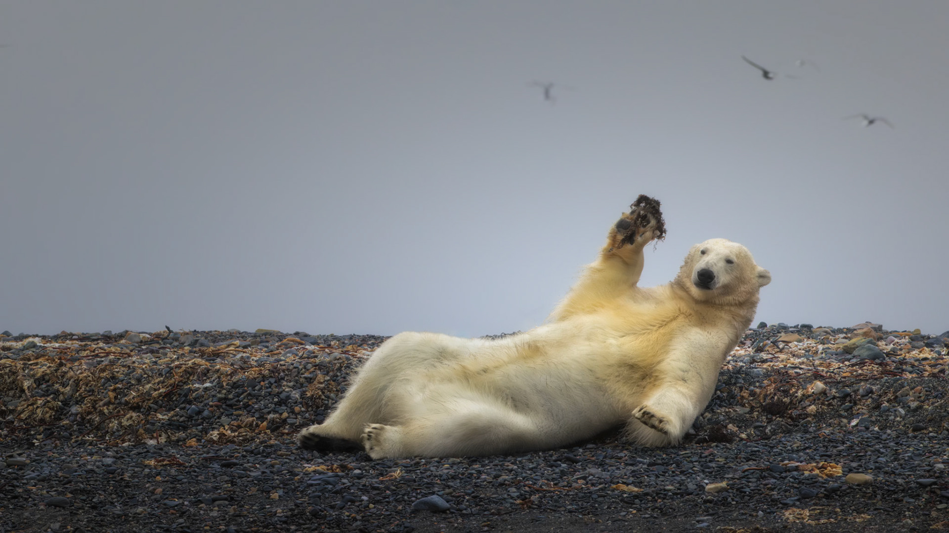JUST A POLAR BEAR PLAYING WITH SEA WEED