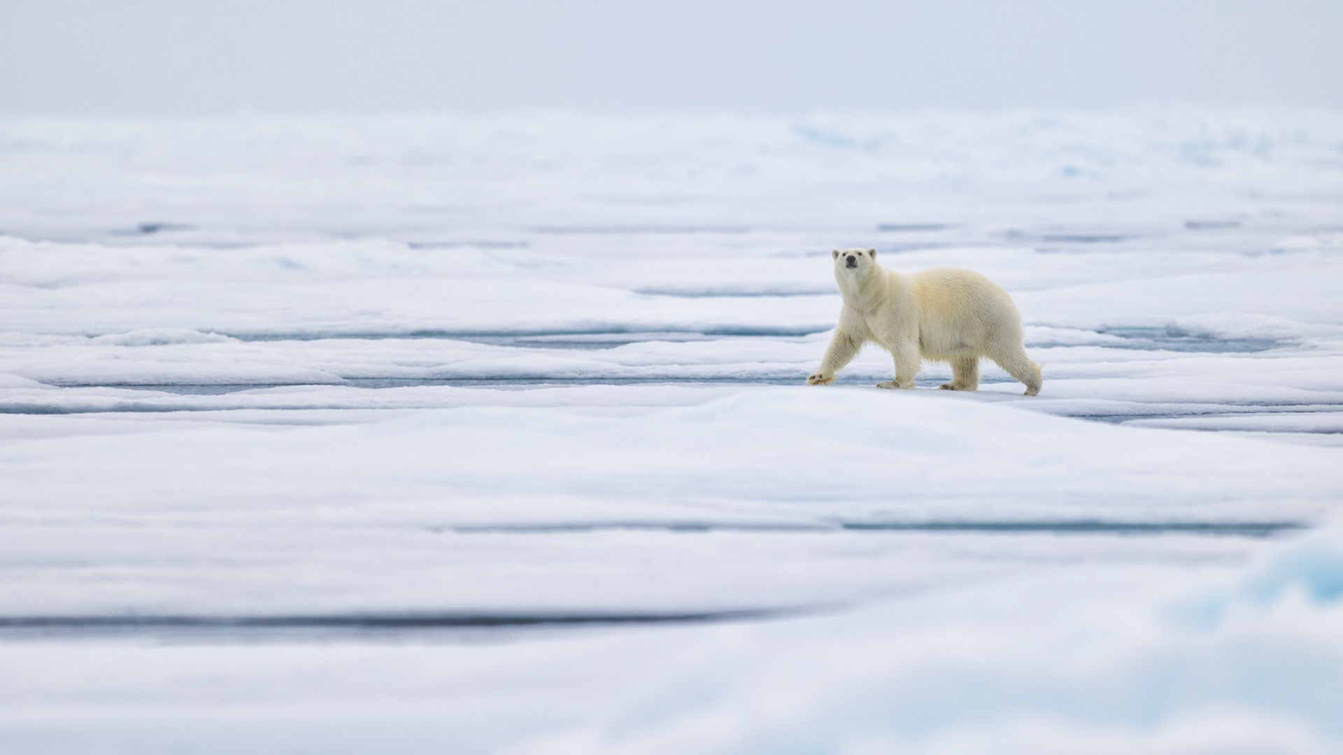 ACROSS THE ARCTIC ICE
