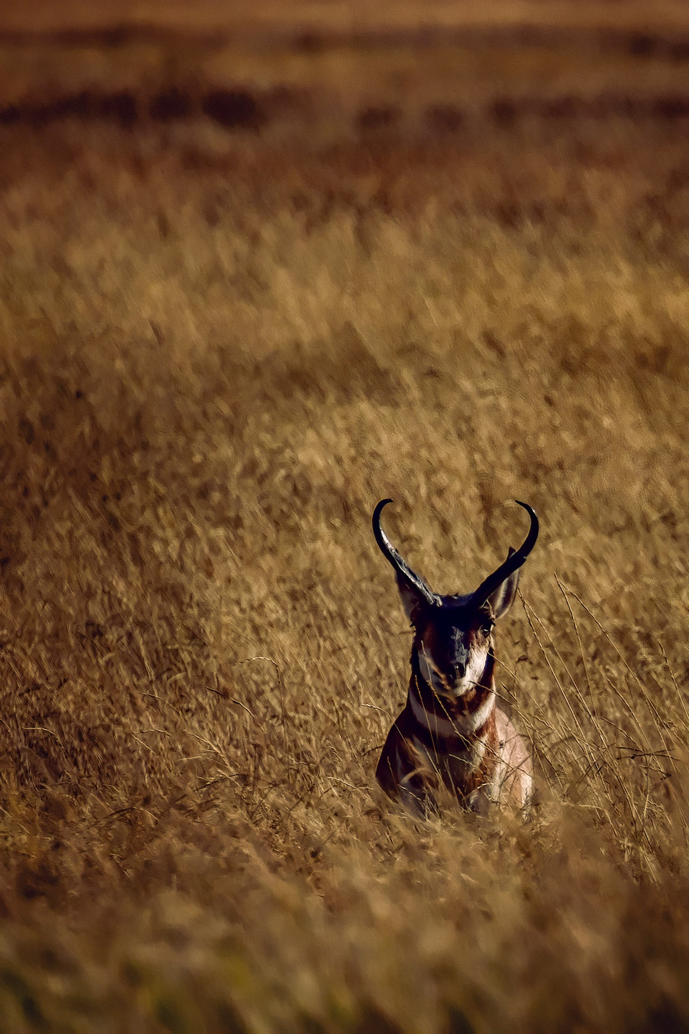 PRONGHORN ANTELOPE