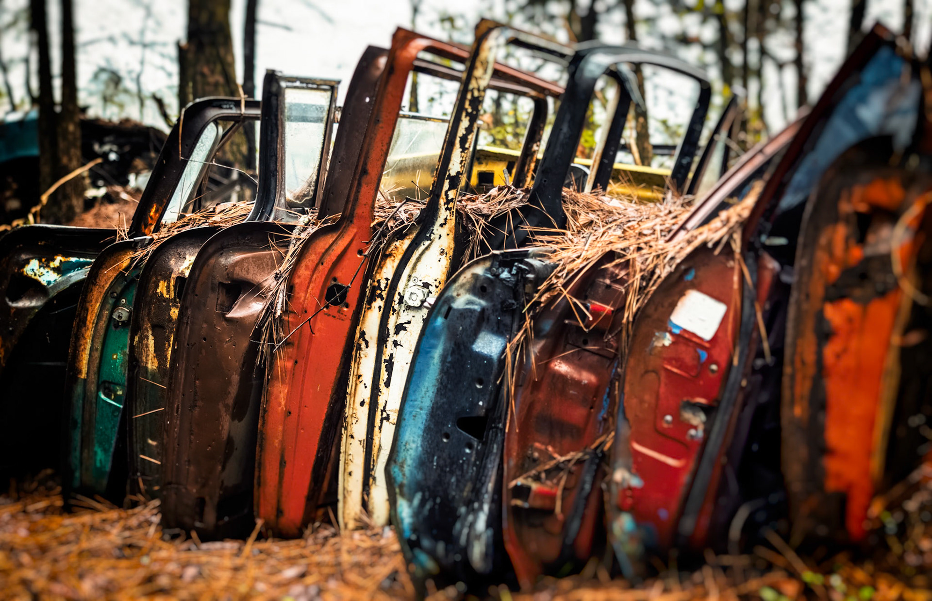 LEFT OPEN TOO LONG  |  Lined up like forgotten sentinels, these weathered doors stand shoulder to shoulder, each one carrying the scars of a different journey. Their faded colors, peeling paint, and rusted edges hint at lives once lived on highways and back roads before finding a final resting place among the pines of Old Car City.What draws the eye is the sense of individuality within the collection. No two doors are exactly alike, yet together they form a surprisingly vibrant mosaic of color, texture, and memory. Stripped from their original purpose, they become something entirely different: a gallery of stories waiting for someone to imagine where each one once led.