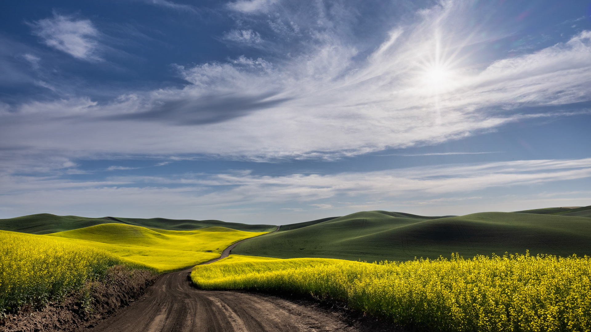 CUTTING THROUGH THE CANOLA FIELDS