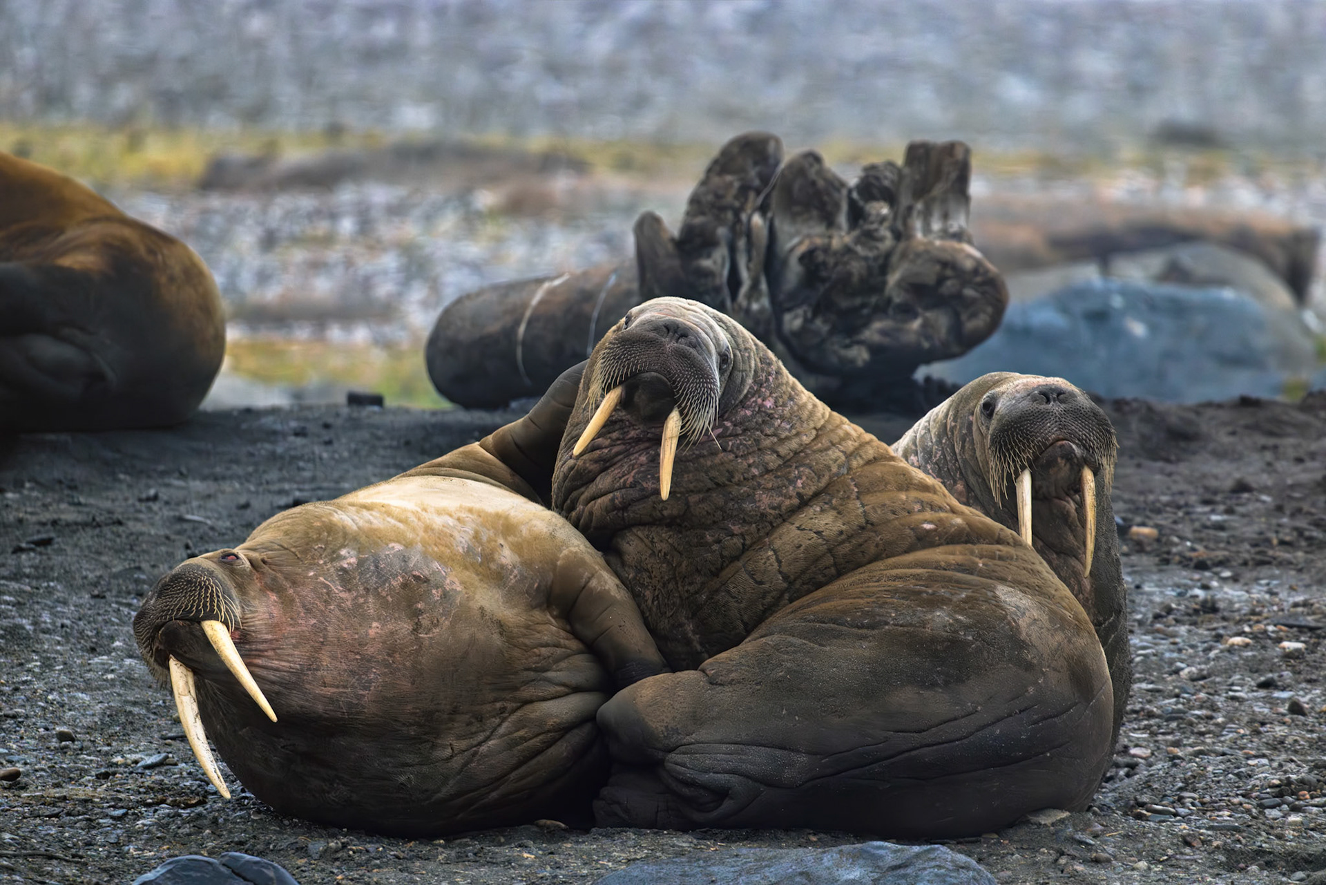 TOGETHER IS WARMER  |  The moment I saw these three walrus piled together on the beach, one thought immediately came to mind: Larry, Curly, and Moe. With their oversized tusks, wrinkled faces, and seemingly endless supply of personality, they looked less like Arctic wildlife and more like members of a comedy troupe taking a break between performances.