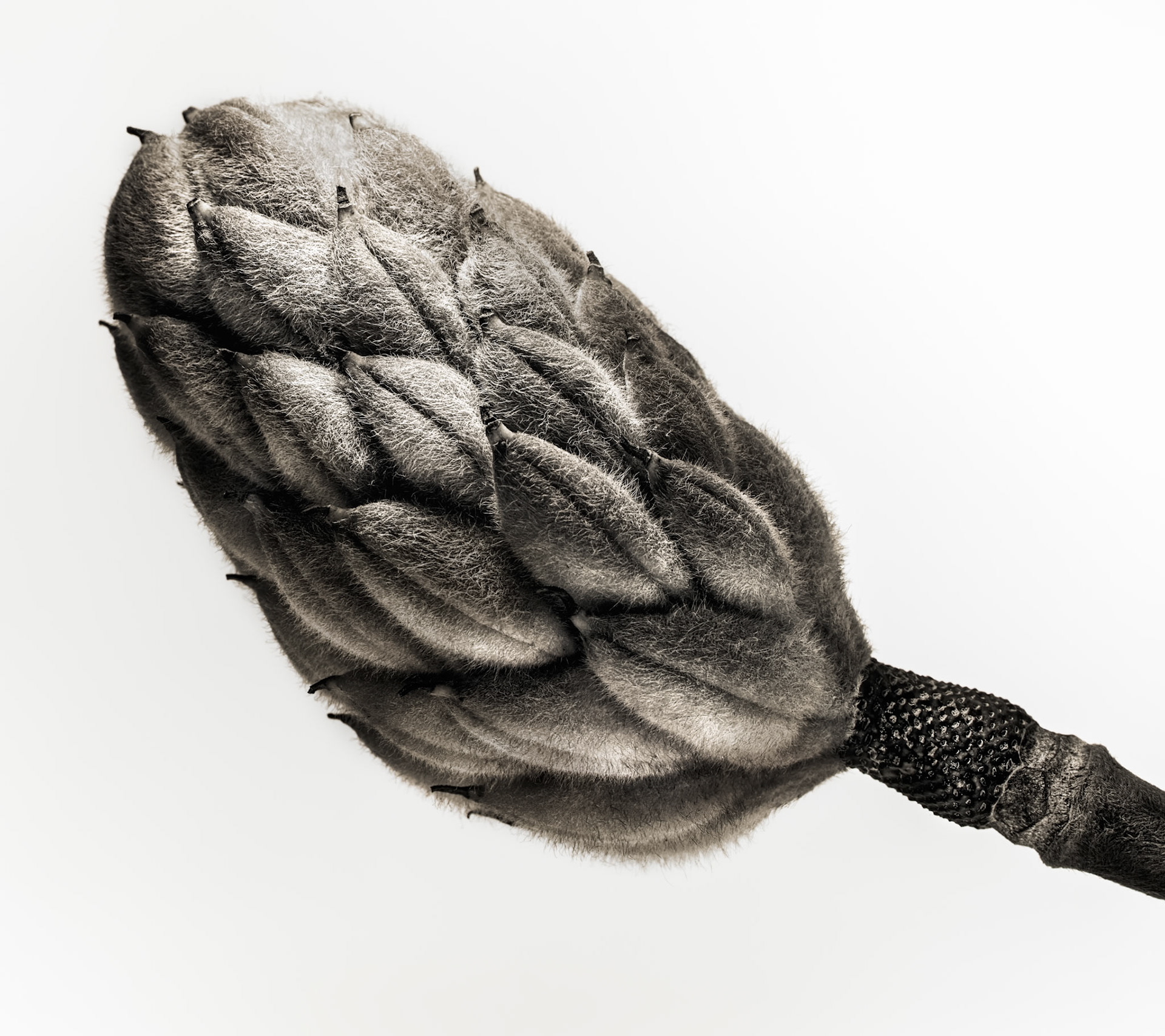 MAGNOLIA BUD