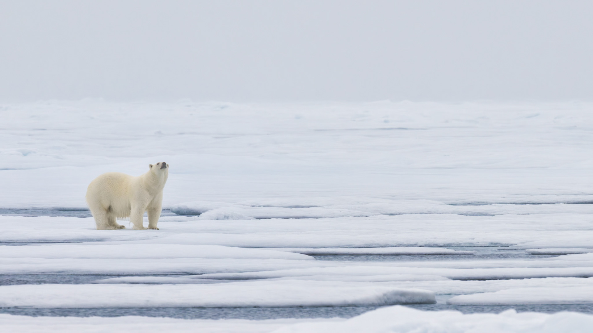 WONDER | A lone polar bear pauses on the drifting sea ice of Svalbard, lifting its gaze toward something beyond our view. Surrounded by an endless expanse of white, the moment speaks to curiosity, solitude, and the quiet beauty of one of the last great wildernesses on Earth.