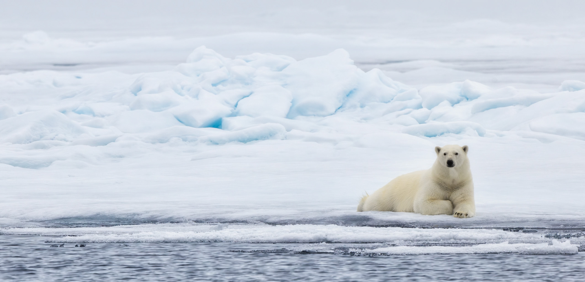 EMPRESS OF THE ARCTIC  |  Resting on the polar ice cap that has been her home for countless generations, this female polar bear sits with the quiet confidence of an animal perfectly adapted to one of the harshest environments on Earth. Surrounded by ancient ice and frigid seas, she appears less a visitor to this frozen world than its ruler.