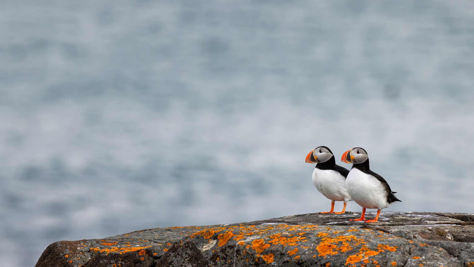 SHARED HORIZON  |  This image was made moments after another photograph of the same pair of puffins, yet a subtle change in composition transforms the feeling entirely. By allowing more space around the birds, the scene becomes less about the puffins themselves and more about their place within the vast Arctic landscape.