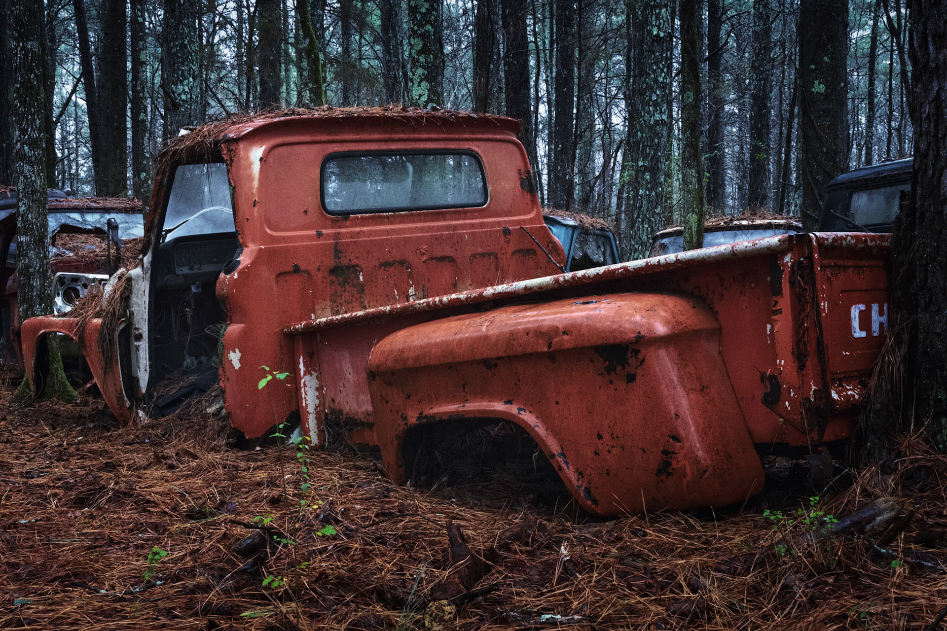 ORANGE RELIC  |  Once built for work, this old Chevrolet pickup now rests where the forest has chosen to keep it. Pine needles blanket the ground, saplings emerge around it, and the truck seems to sink a little deeper into the earth with each passing season. What was once movement has become stillness.The scene feels almost cinematic. The faded orange body stands in quiet contrast to the cool blues and greens of the surrounding woods, creating the impression of a relic preserved in time. Rather than disappearing, the truck has become part of the landscape itself, a reminder that even the strongest machines eventually surrender to nature's patient embrace.