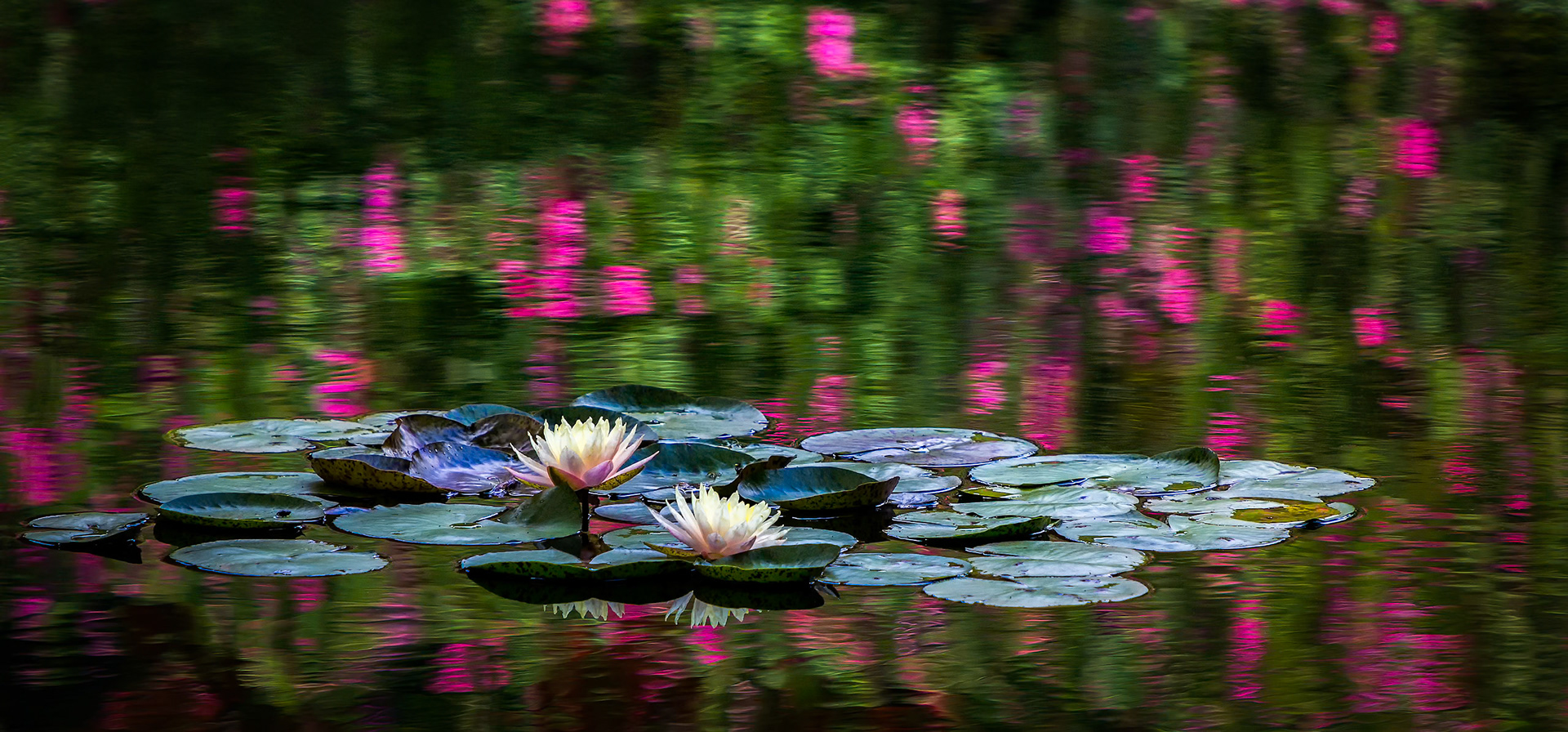 WHERE COLOR LEARNS TO BREATHE