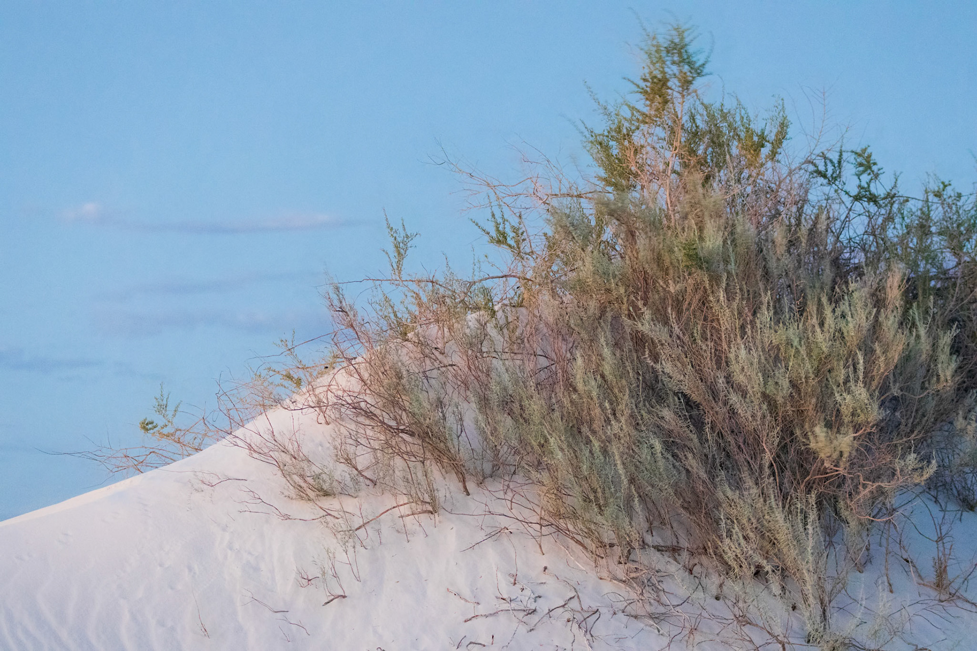 DUNE GARDEN