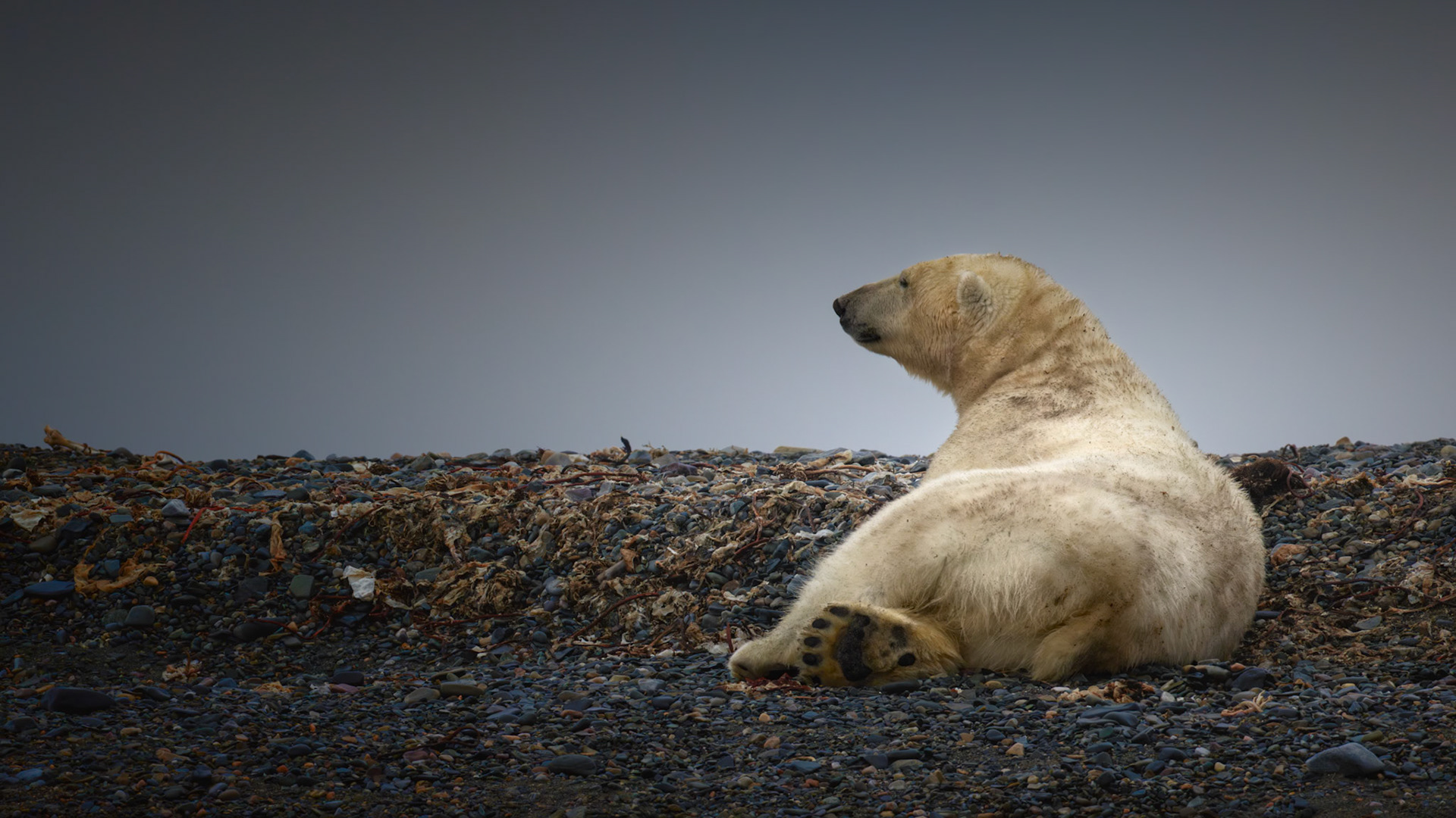 ARCTIC CONTEMPLATION