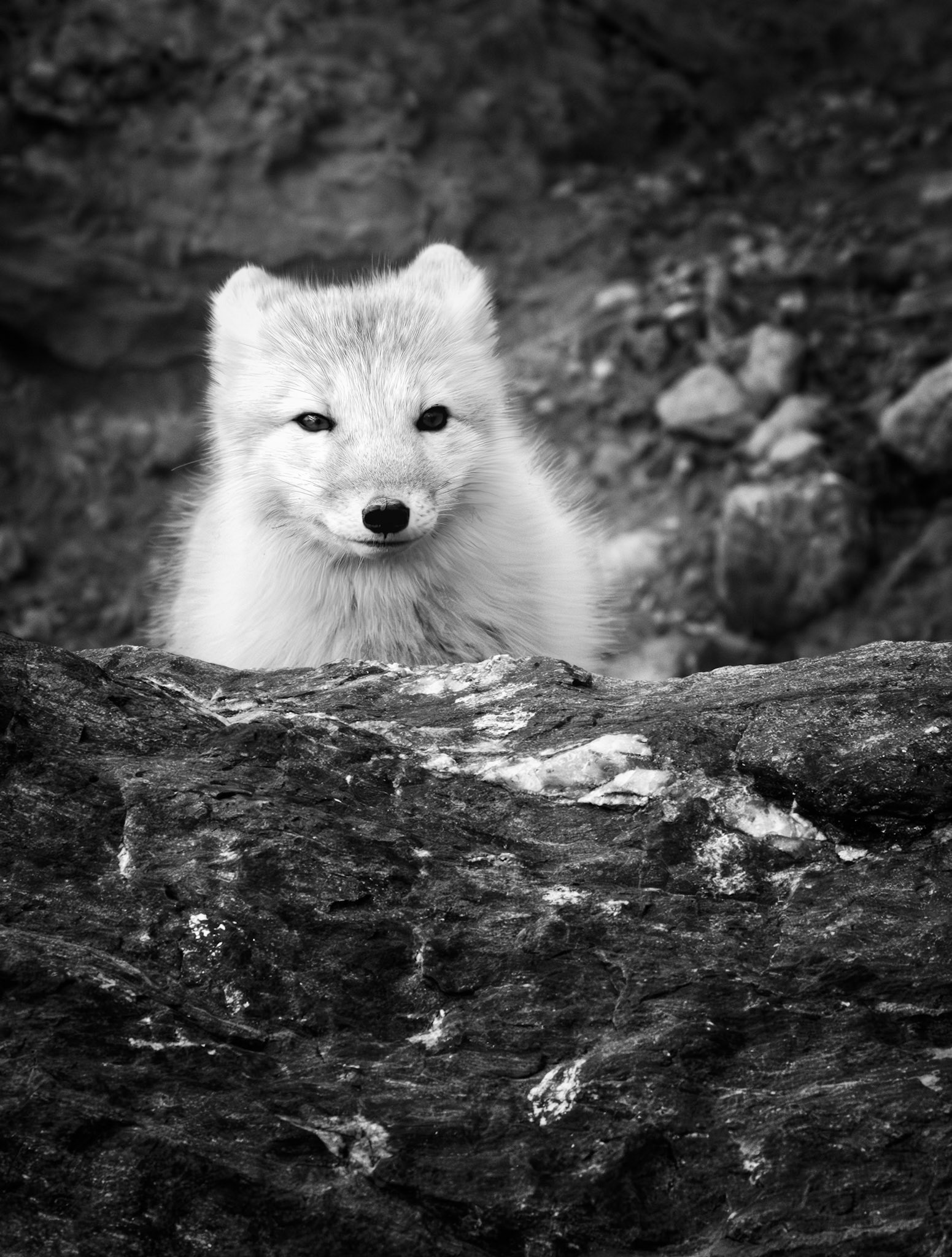THE QUIET HUNT