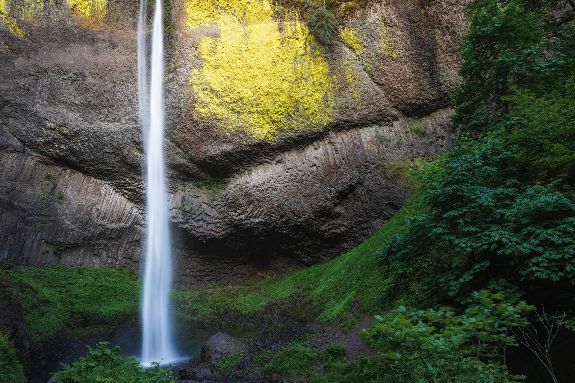A MOMENT OF GOLD  |  A slender ribbon of water plunges from the basalt cliffs, descending in graceful silence to the forest floor below. Framed by vibrant greenery and ancient volcanic rock, the waterfall transforms the canyon into a sanctuary of motion, light, and life.The striking columnar formations surrounding the falls reveal the geological forces that shaped this landscape millions of years ago. Today, moss, ferns, and trees soften those rugged walls, creating a beautiful balance between strength and serenity.This image captures the quiet magic of the Pacific Northwest, where water and stone have worked together for centuries to create places that inspire awe, reflection, and a deep connection to the natural world.