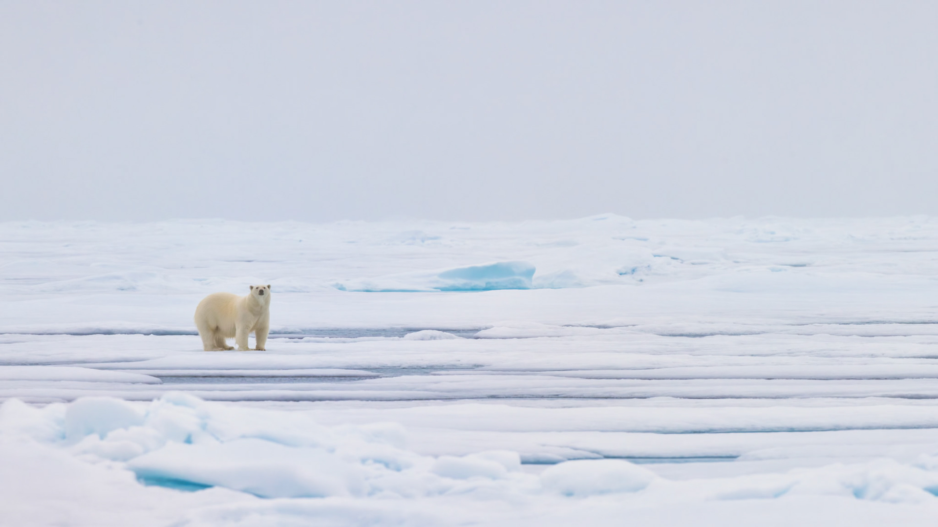 ALONE ON THE POLAR ICE CAP