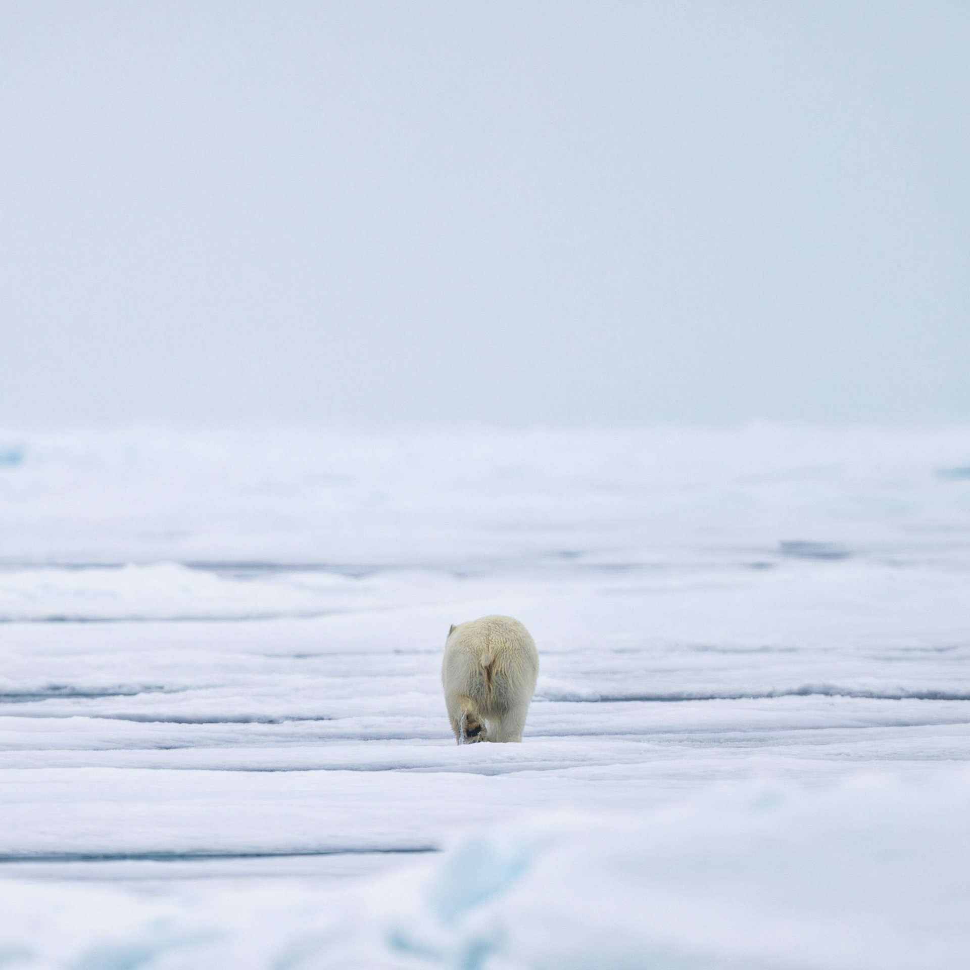 THE VANISHING NORTH: