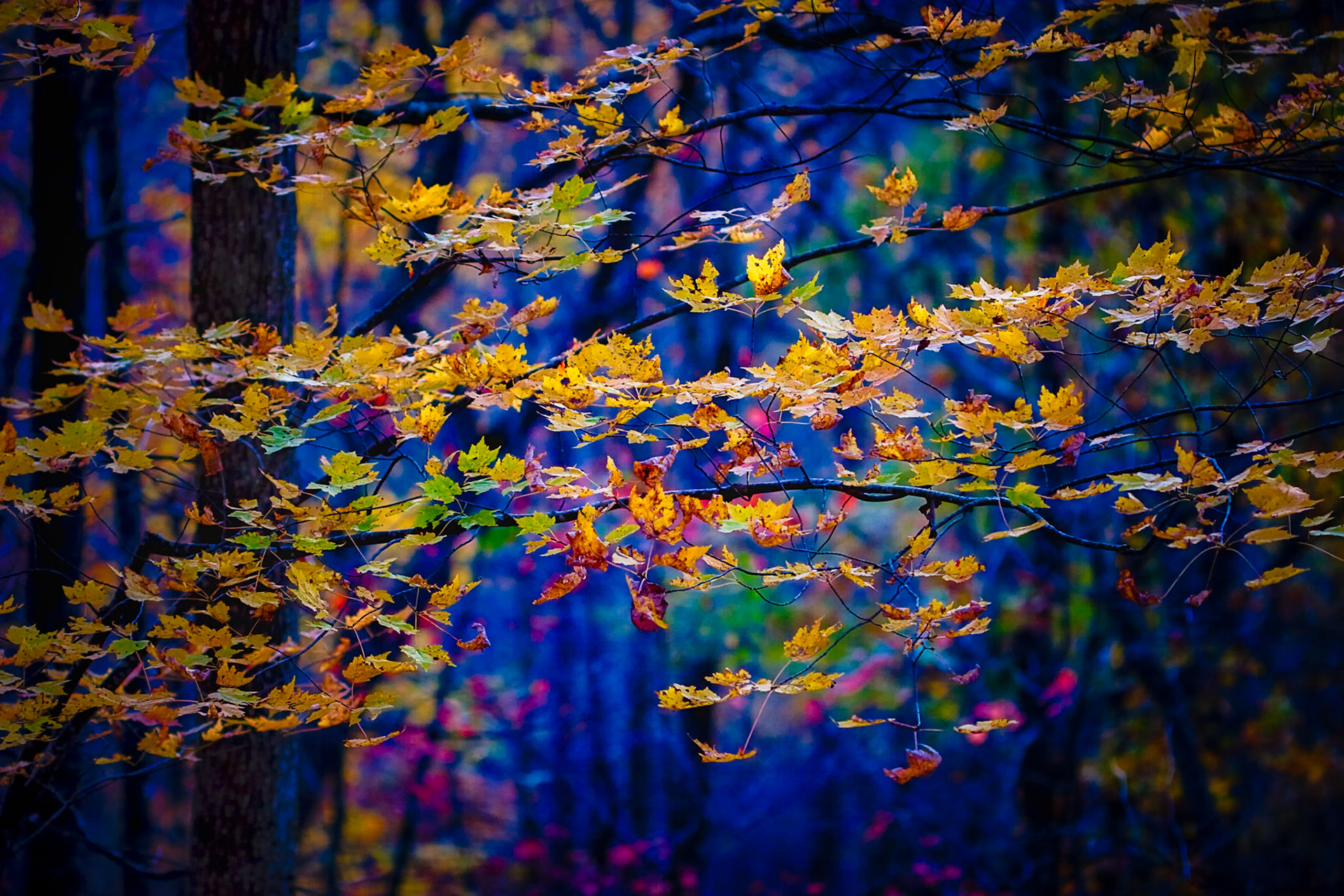 THE LAST LEAVES OF FALL