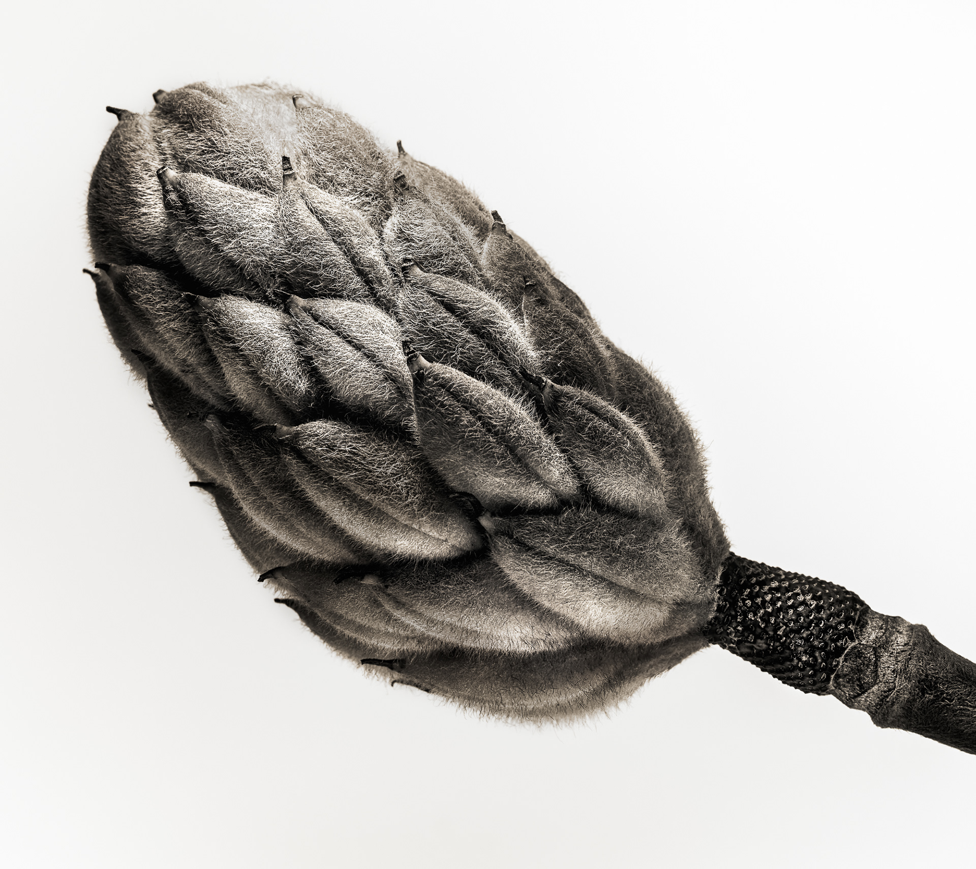 MAGNOLIA POD