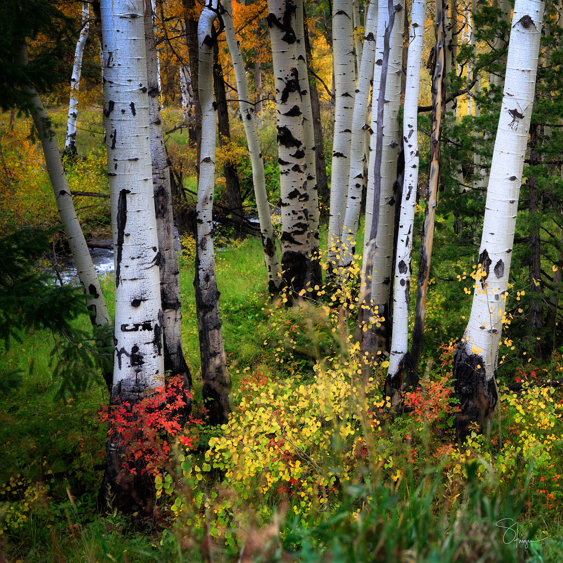 COLOR FINDS ITS WAY  |  Aspen trunks stand like quiet sentinels as autumn paints the forest floor in brilliant shades of gold, crimson, and green. Taken on the first day of my Colorado journey, this scene felt like a welcome invitation from the mountains themselves.What drew me in was the contrast. Amid the clean white bark and vertical rhythm of the aspens, bursts of color emerge from every corner, reminding us that beauty often reveals itself in unexpected places.