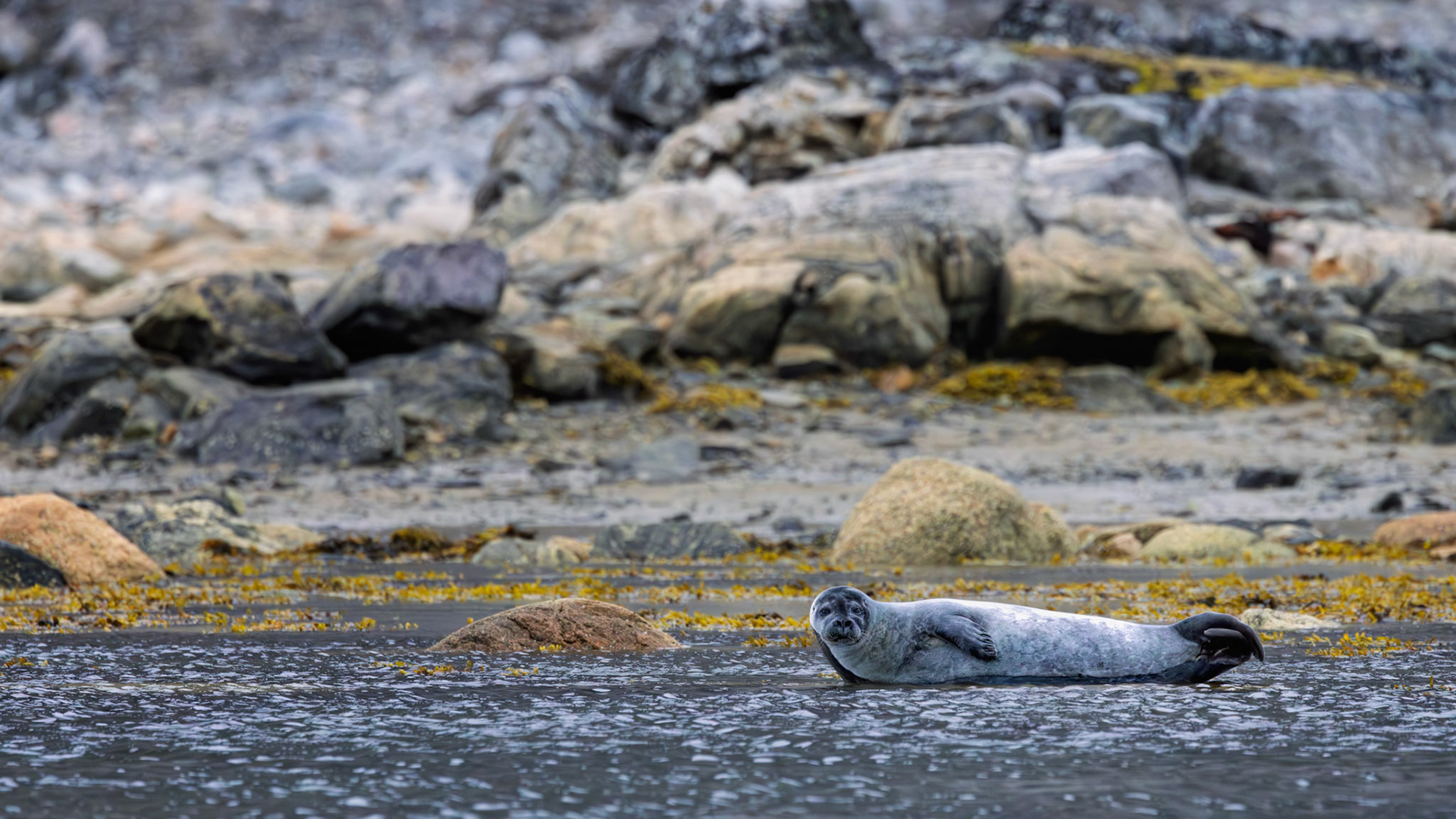 RESTING BY THE TIDES