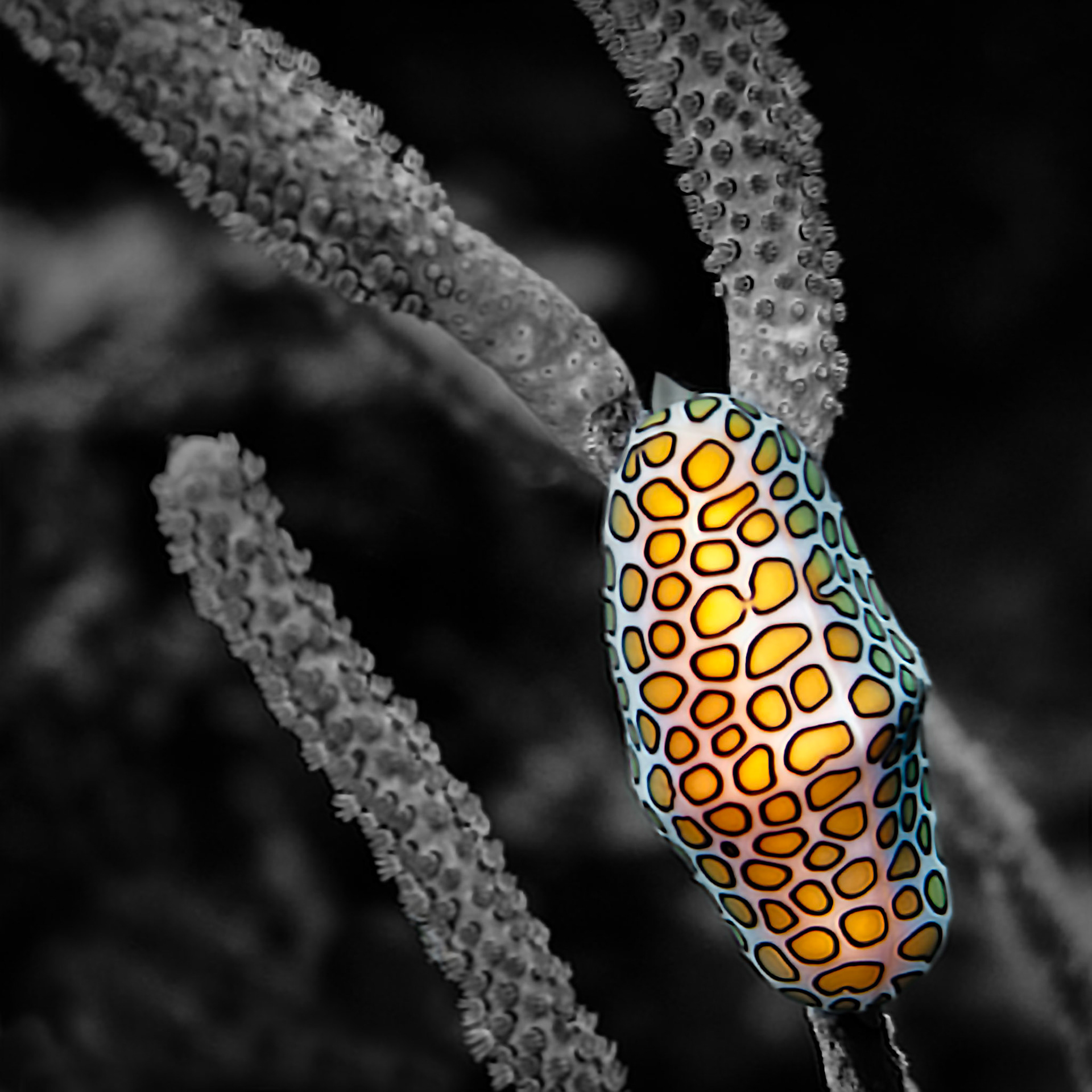 LANTERN OF THE REEF  |  Drifting along a Caribbean reef, I spotted one of the ocean's smallest masterpieces. No larger than a thumb, the flamingo tongue snail carries a striking pattern that looks hand painted, its glowing yellow and orange markings standing out against the muted world around it.What appears to be an ornate shell is actually a living mantle covering the shell beneath, creating one of nature's most remarkable disguises. Clinging to soft coral, it moved with unhurried grace, seemingly unaware of the attention it commanded.As both a traveler and photographer, I have learned that some of the most memorable encounters happen not with whales, sharks, or other celebrated marine life, but with the tiny creatures most divers swim past without noticing. Finding this jewel of the reef required slowing down, looking closely, and appreciating the extraordinary details hidden beneath the surface. In that moment, the vast ocean felt wonderfully intimate.