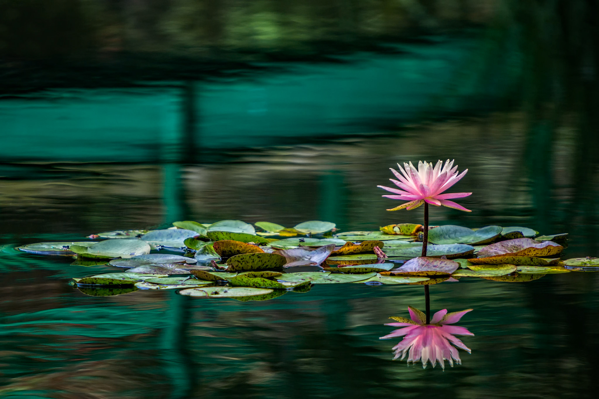 SILENT REFLECTION  |  A solitary water lily rises above the quiet pond at Gibbs Gardens, its delicate pink petals mirrored perfectly in the still water below. Surrounded by floating lily pads and rich reflections, the scene feels timeless, peaceful, and almost painterly.The soft colors and gentle symmetry create a sense of calm that invites the viewer to linger. Moments like this remind us that nature's greatest beauty is often found not in grand landscapes, but in the quiet details waiting to be discovered.