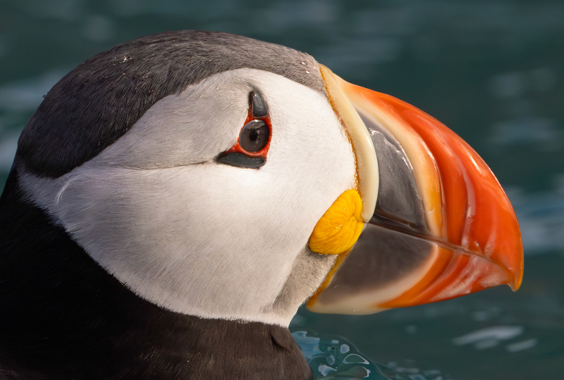 THE PUFFIN’S GAZE  |  With its ivory face, jet black hood, fiery orange bill, and a single splash of golden yellow, the Atlantic puffin appears less like a seabird and more like a performer stepping onto a stage. Nature has painted every detail with remarkable precision, creating a look that rivals the elaborate makeup of a Cirque du Soleil artist.