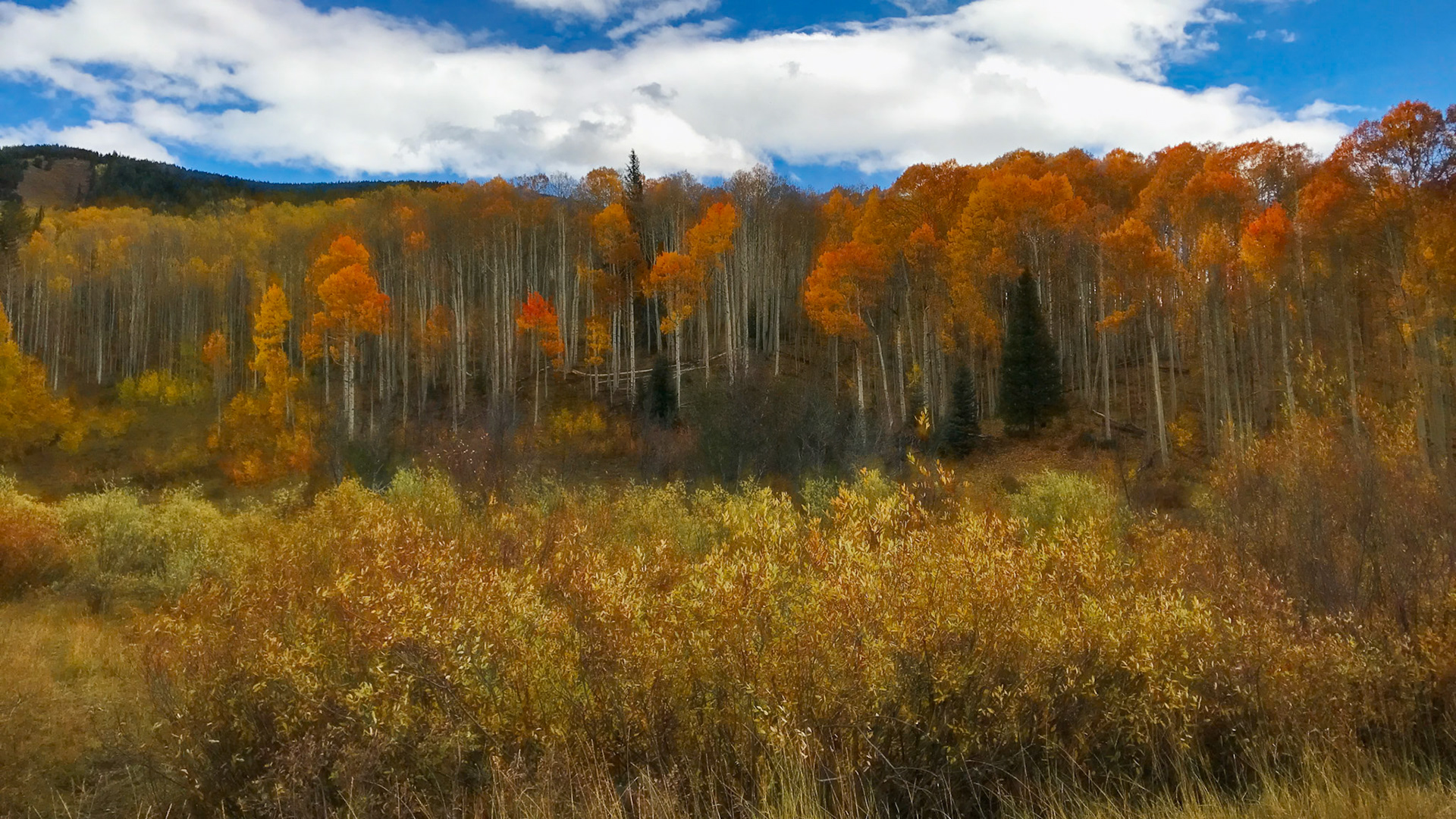 GOLD BENEATH THE SKY