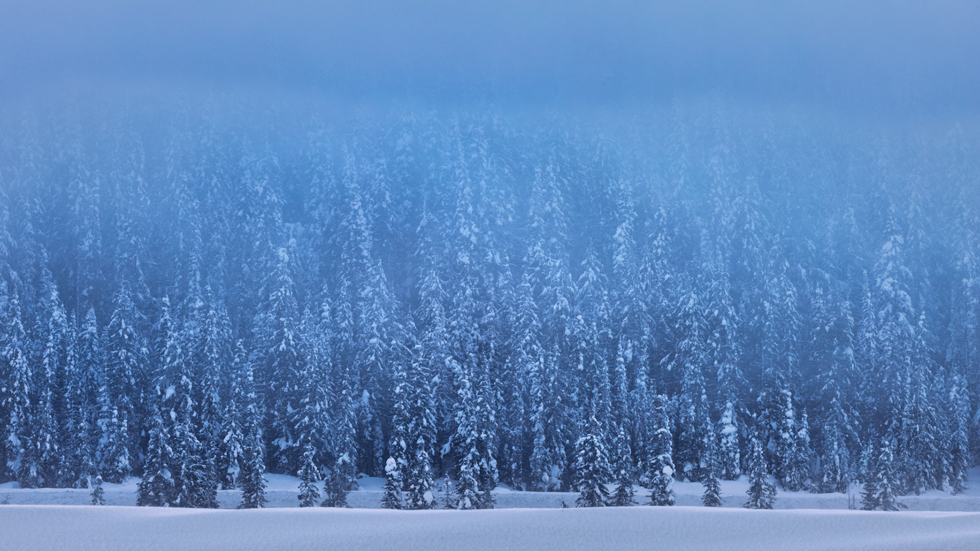 INTO THE QUIET |  Winter has a way of simplifying the world. Details disappear, sound softens, and the landscape is reduced to its essential forms. This photograph was made outside Banff in January, during a season when the Canadian Rockies seem less like a destination and more like a state of mind.