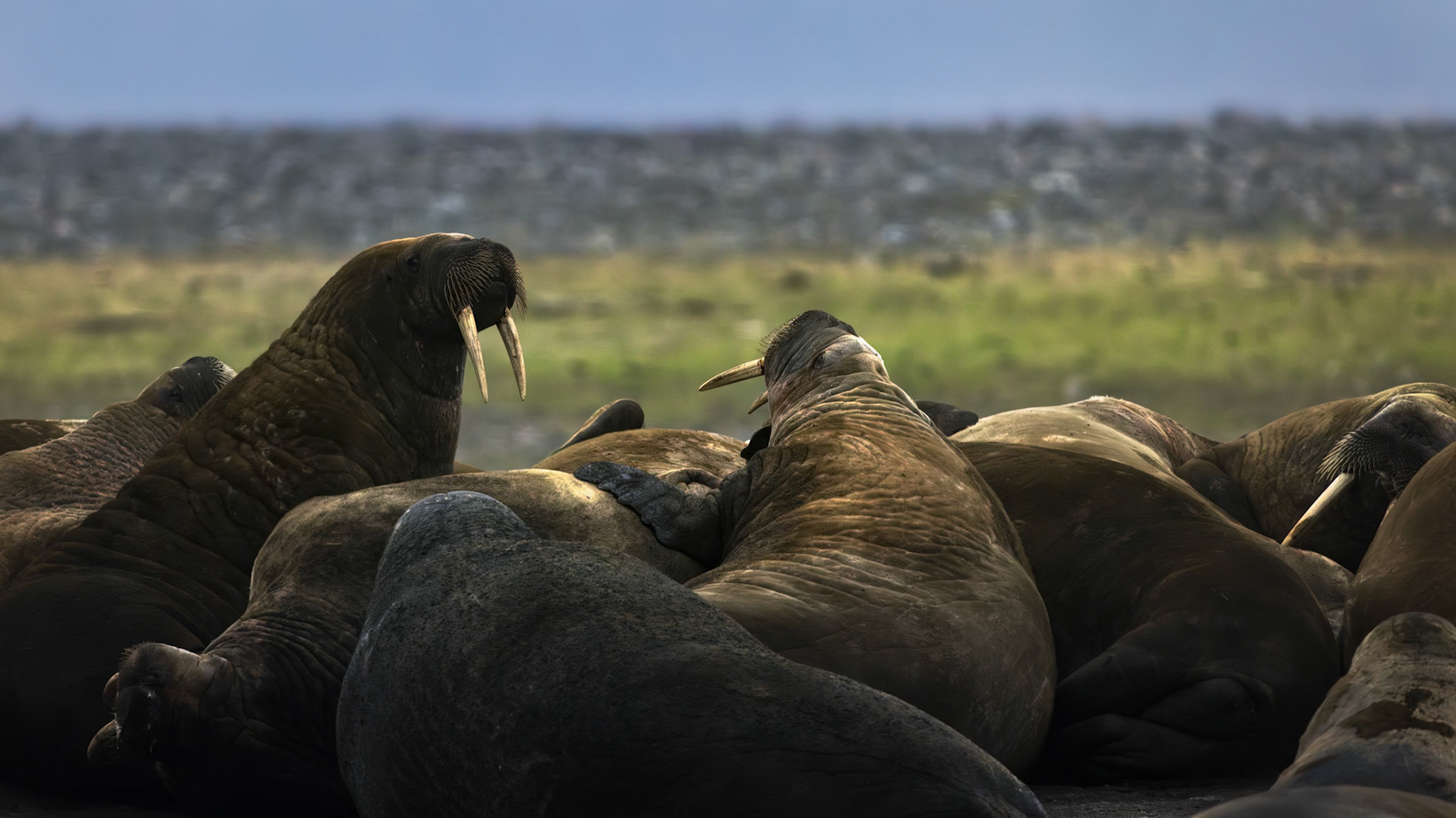THE GATHERING