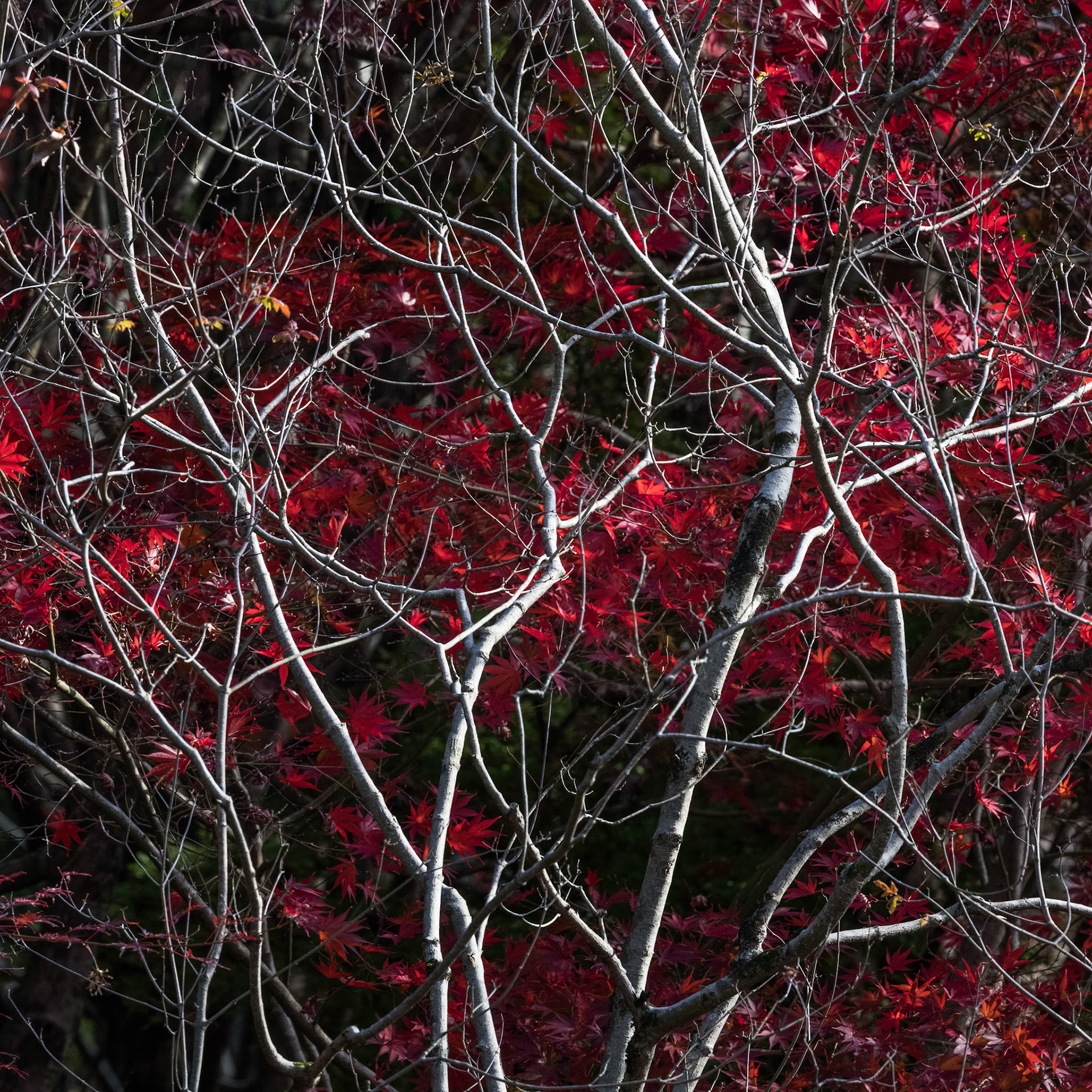CRIMSON BRANCHES