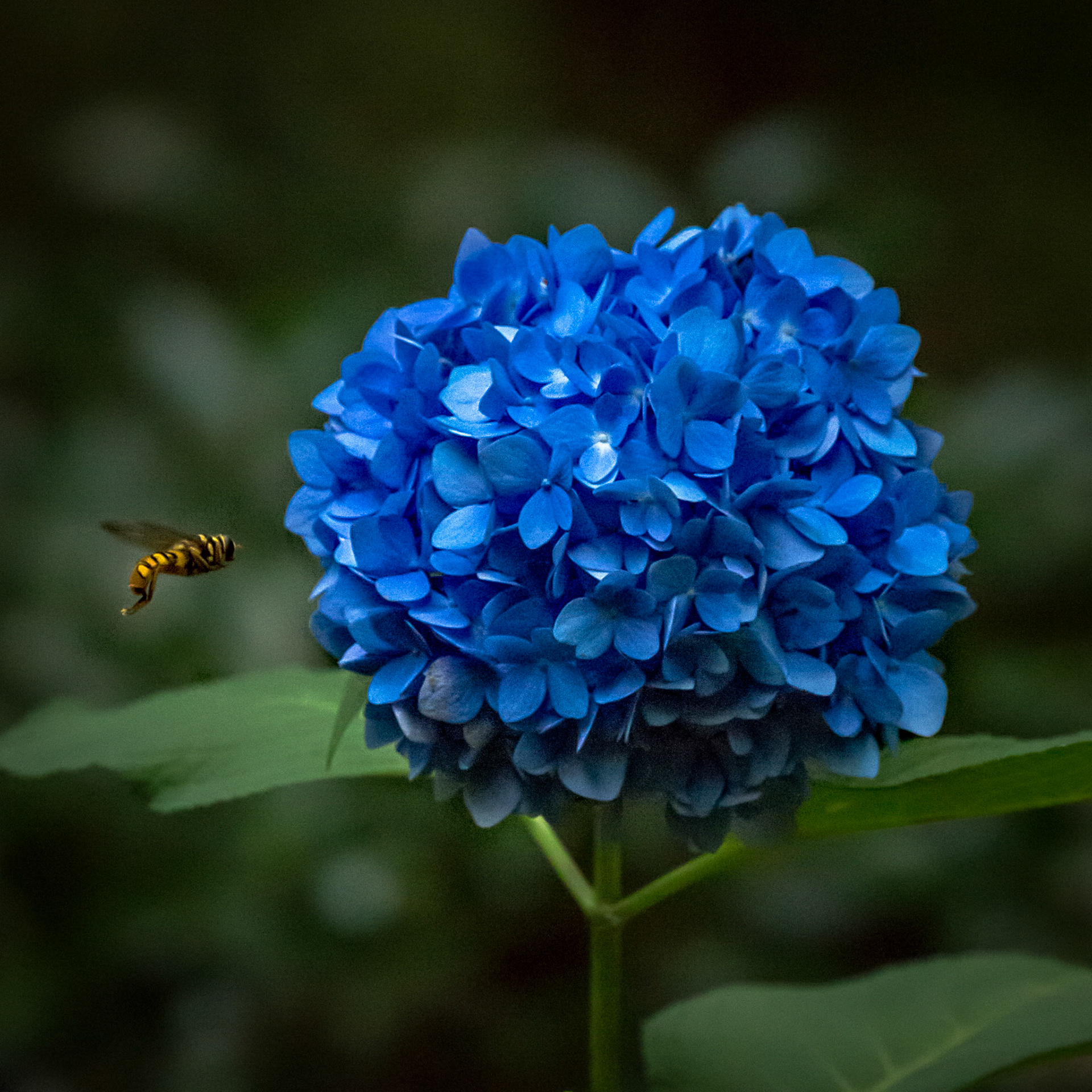 BLUE REVERENCE  |  A tiny bee approaches a brilliant blue hydrangea, suspended in midair for just an instant before landing. The contrast between the delicate visitor and the dense cluster of vibrant petals creates a scene that feels both intimate and full of life.Nature often reveals its magic in fleeting moments. Here, the hovering insect adds a sense of movement and anticipation, transforming a simple flower portrait into a story of connection, balance, and the quiet rhythms of a summer garden.