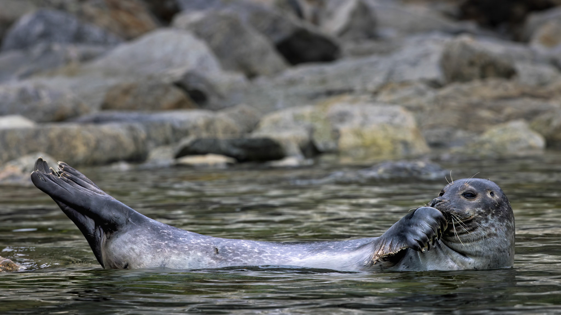 BLUSHING  |  There is something wonderfully human about the way this seal drifts effortlessly on its back, flipper tucked beneath its chin and hind flippers stretched toward the sky. For a moment, it seems less like a wild marine mammal and more like someone enjoying a lazy afternoon float.