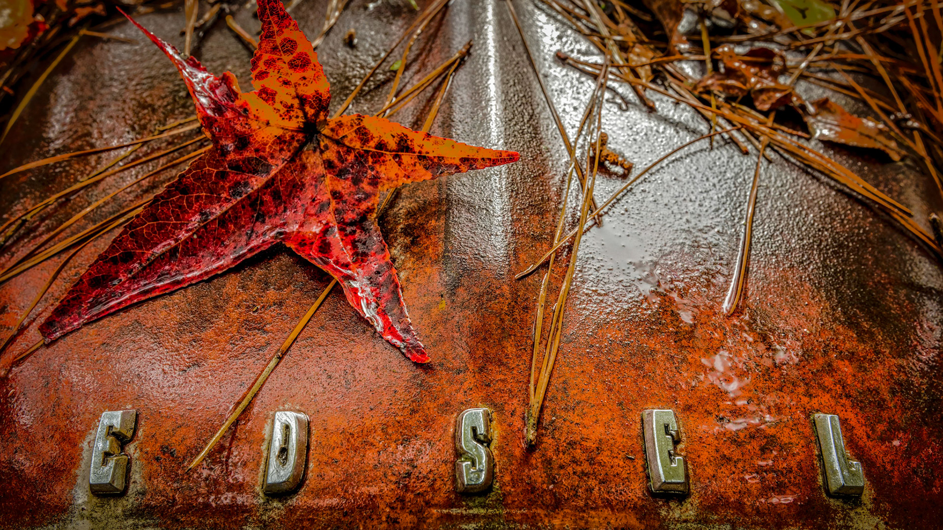 A SEASON TOO LATE  |  A brilliant maple leaf rests atop the rusted deck lid of a forgotten Edsel, as if autumn itself paused to leave a signature. Rainwater, pine needles, and decades of weather have transformed the once gleaming finish into a canvas of orange, bronze, and silver tones, creating a striking harmony between the natural world and an automotive icon.The image captures one of Old Car City's recurring themes: nature's quiet collaboration with time. The vibrant leaf may last only a season, yet the weathered Edsel has endured for generations. Together they create a fleeting moment where decay becomes beauty and abandonment becomes art.