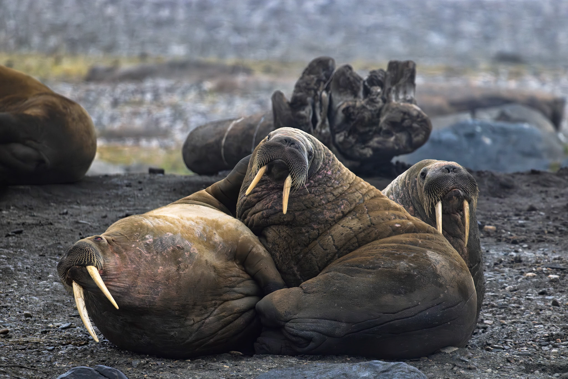 WALRUS TRIO