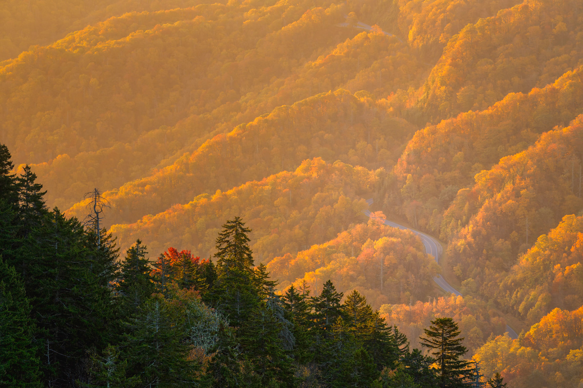 AUTUMN PASSAGE  |  Each autumn, the Great Smoky Mountains undergo a transformation that feels almost magical. Layer upon layer of forested ridges ignite in shades of gold, amber, and copper, creating a landscape that appears to glow from within as the day's final light sweeps across the mountains.A winding road disappears into the distance, tracing a path through the valleys below and inviting thoughts of discovery and adventure. Yet from this vantage point, the road becomes secondary to the grandeur of the landscape itself, where rolling ridges stretch endlessly toward the horizon like waves frozen in time.The Smokies are known for their mist, but on evenings like this, it is the light that takes center stage. Soft and golden, it reveals the contours of the mountains while adding a dreamlike quality to the scene. For a few fleeting moments, the forest becomes a sea of illuminated color, reminding us why autumn in the Smokies remains one of nature's most celebrated spectacles.