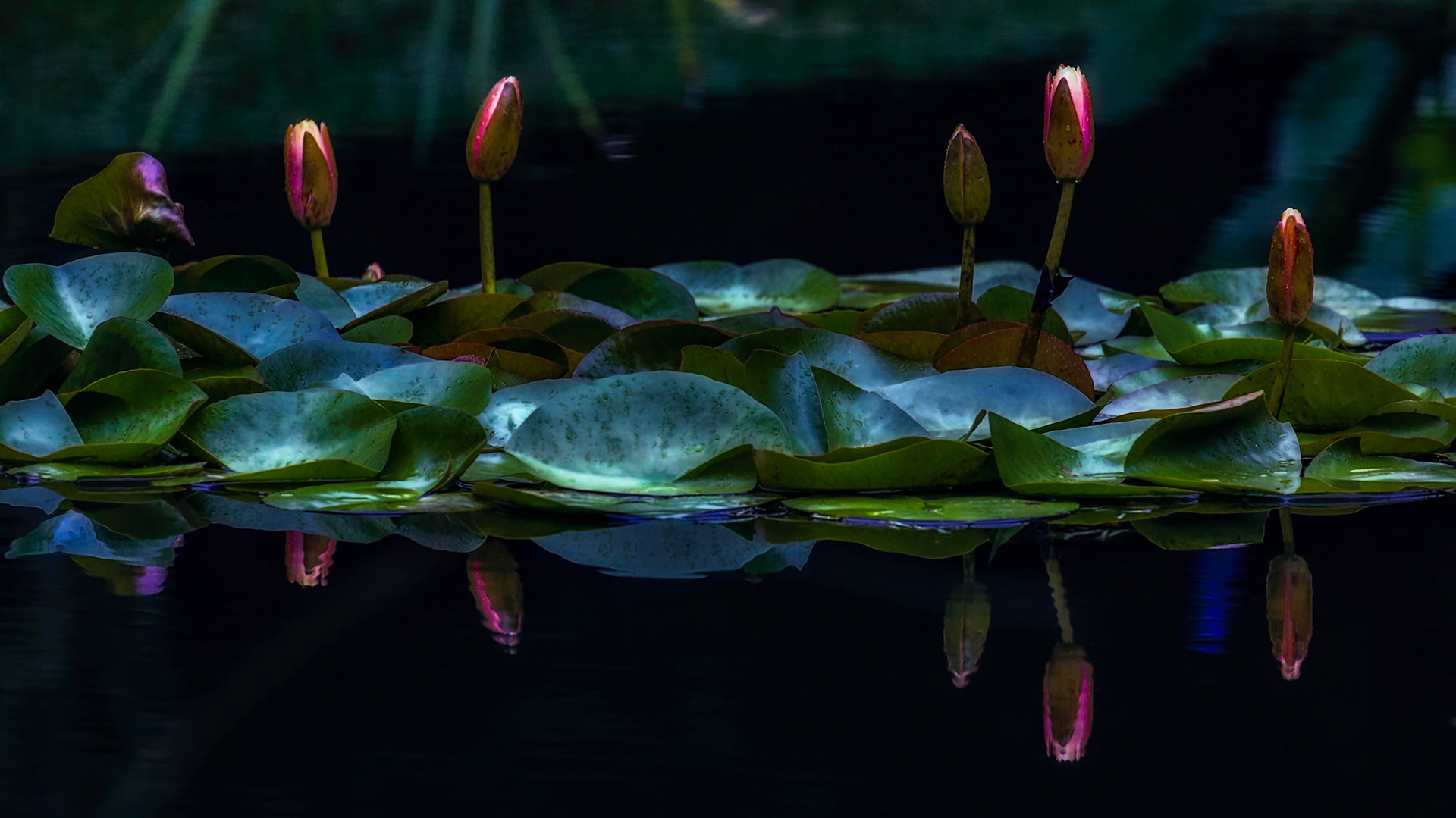 AWAITING THE LIGHT  |  Like dancers waiting in the wings, these unopened water lilies stand quietly above the dark water, their reflections hinting at the beauty soon to emerge. The deep tones and subtle highlights give the scene a moody, theatrical quality, reminding me of a performance just moments before the curtain rises.There is a quiet elegance here that feels almost cinematic. Surrounded by shadow and stillness, the flower buds seem poised between mystery and revelation, creating an image that is both peaceful and dramatic at the same time.