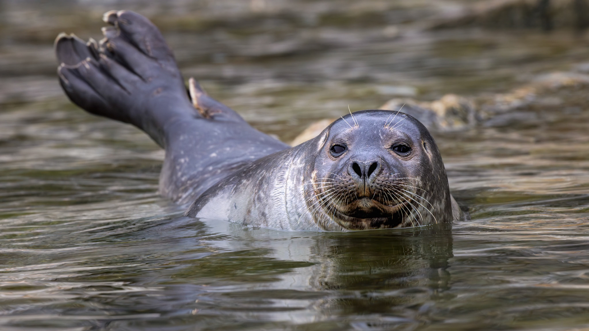 EYES ABOVE THE WATERLINE