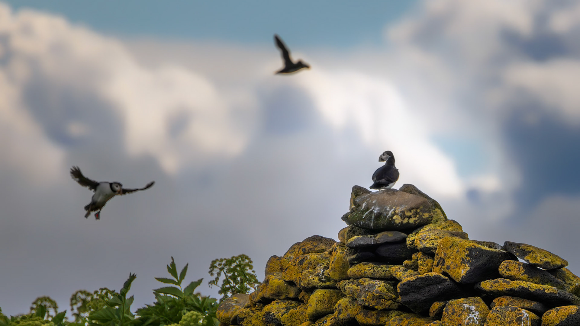 PARADISE ON PUFFIN ISLAND