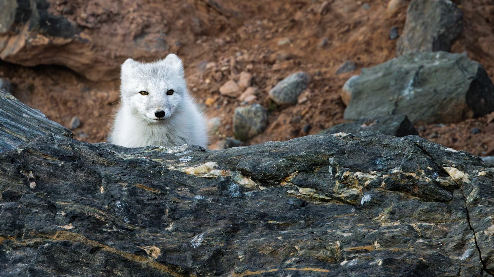 THE QUIET HUNT  |  From behind a weathered Arctic rock, a curious fox pauses just long enough to reveal itself. Its winter coat blends almost perfectly with the polar landscape, yet its bright eyes betray an inquisitive nature that has helped the species survive some of the harshest conditions on Earth.