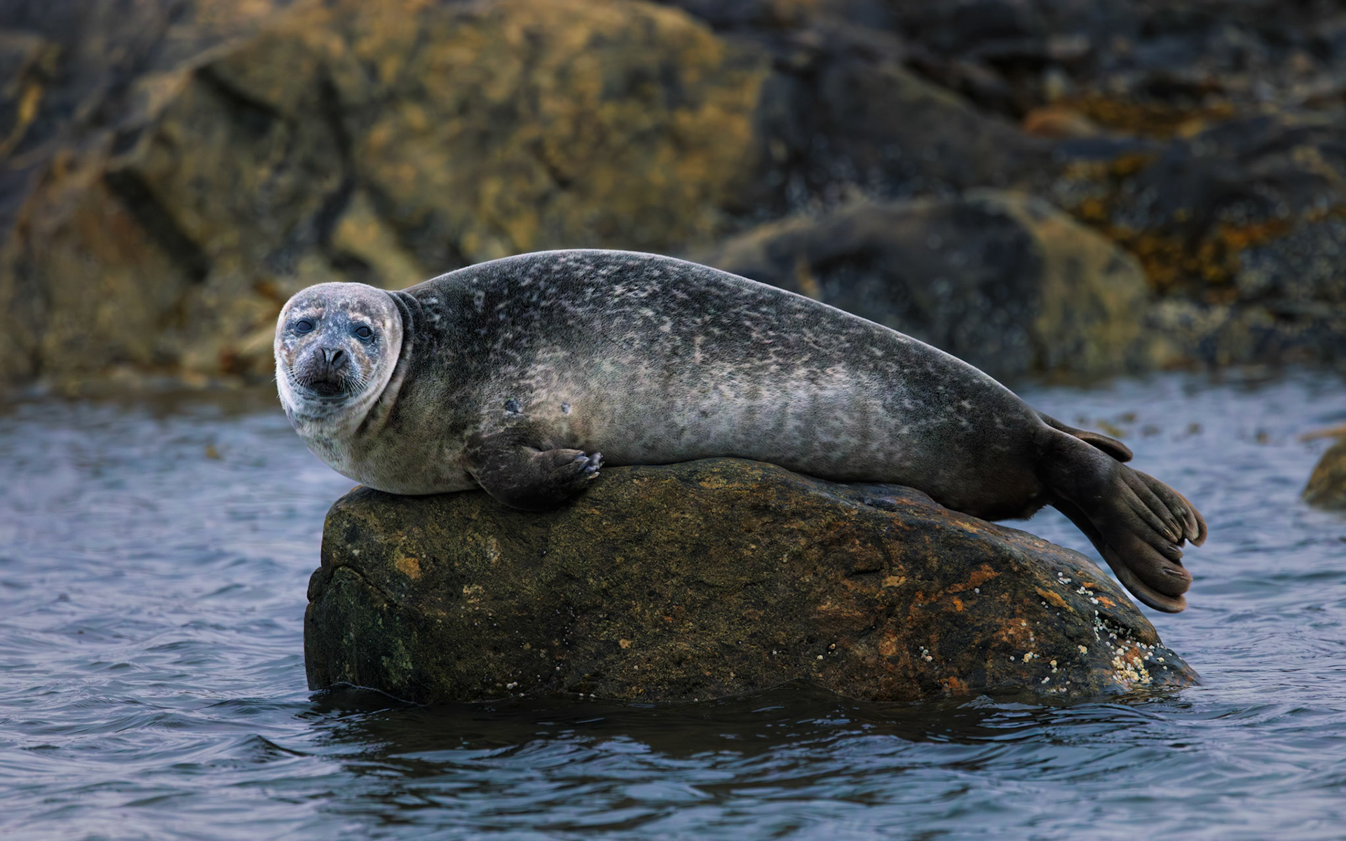 PERFECTLY AT EASE  |  Some animals seem to know exactly how photogenic they are.