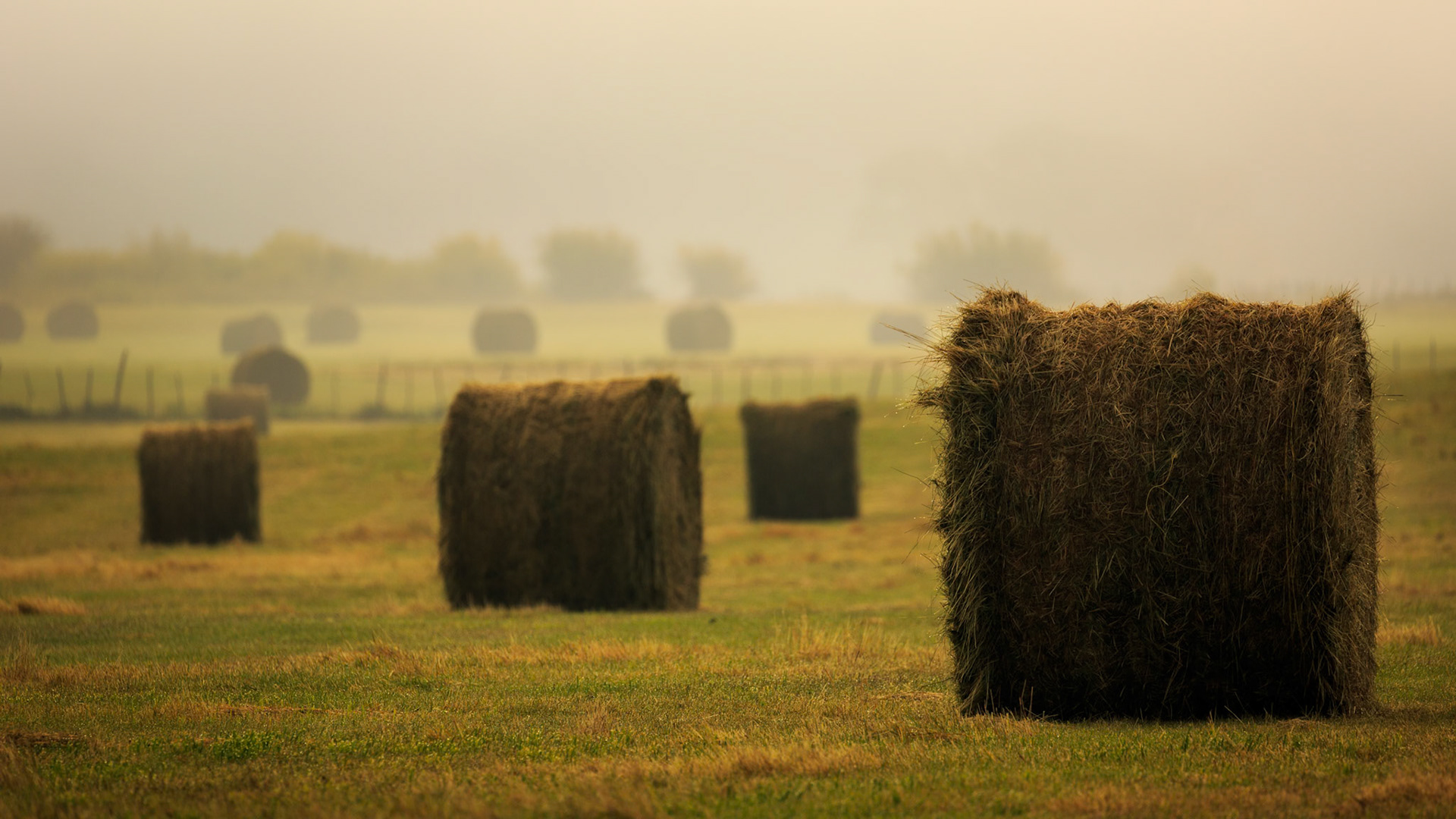 FOG OVER THE MEADOW