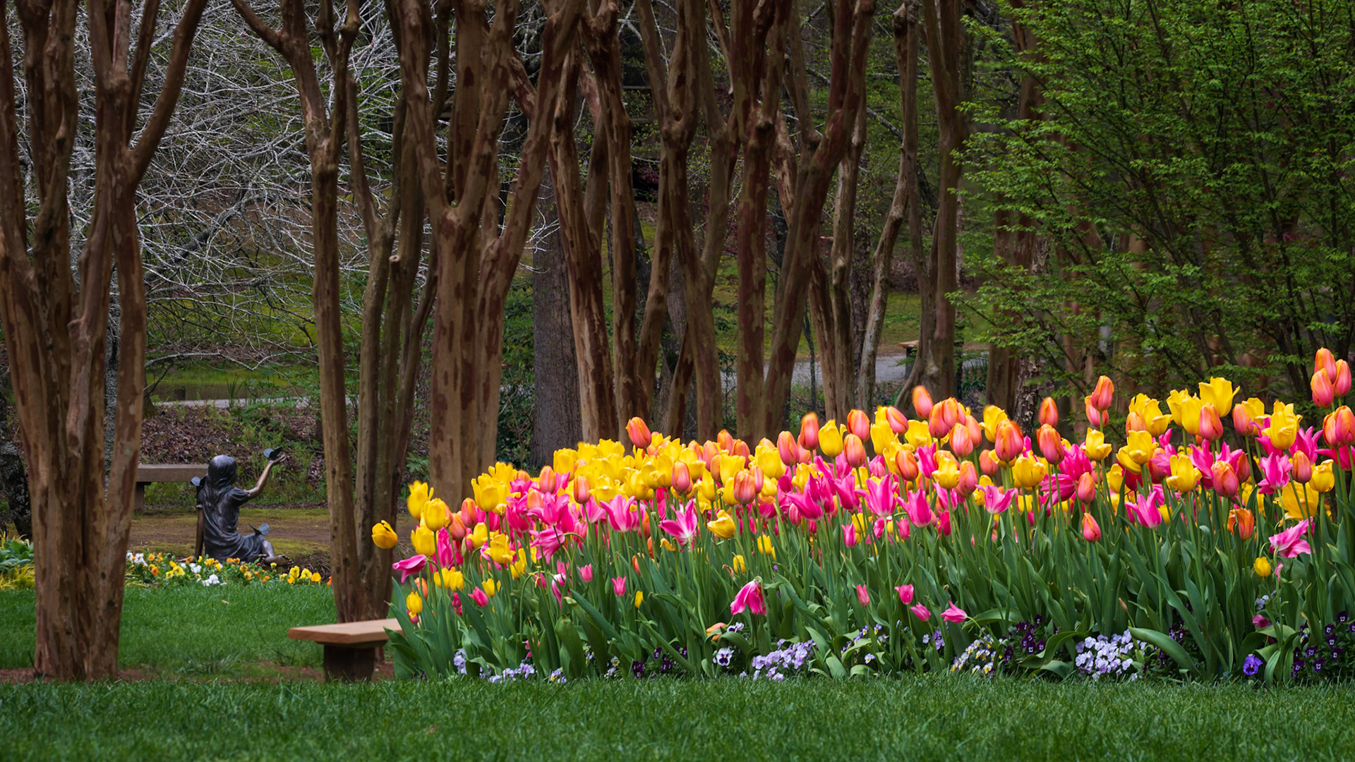 GARDEN OF QUIET MOMENTS  |  Each spring, Gibbs Gardens transforms into a sea of color, but scenes like this reveal the quieter magic hidden between the grand displays. A vibrant bed of tulips stretches across the garden while, tucked among the trees, a bronze statue of one of Jim Gibbs' granddaughters reaches toward the beauty surrounding her.The contrast between the playful figure, the elegant crepe myrtles, and the explosion of spring color creates a sense of wonder and innocence. It feels less like a formal garden and more like a cherished family memory preserved in bronze, inviting visitors to slow down, explore, and see the world through a child's eyes once again.