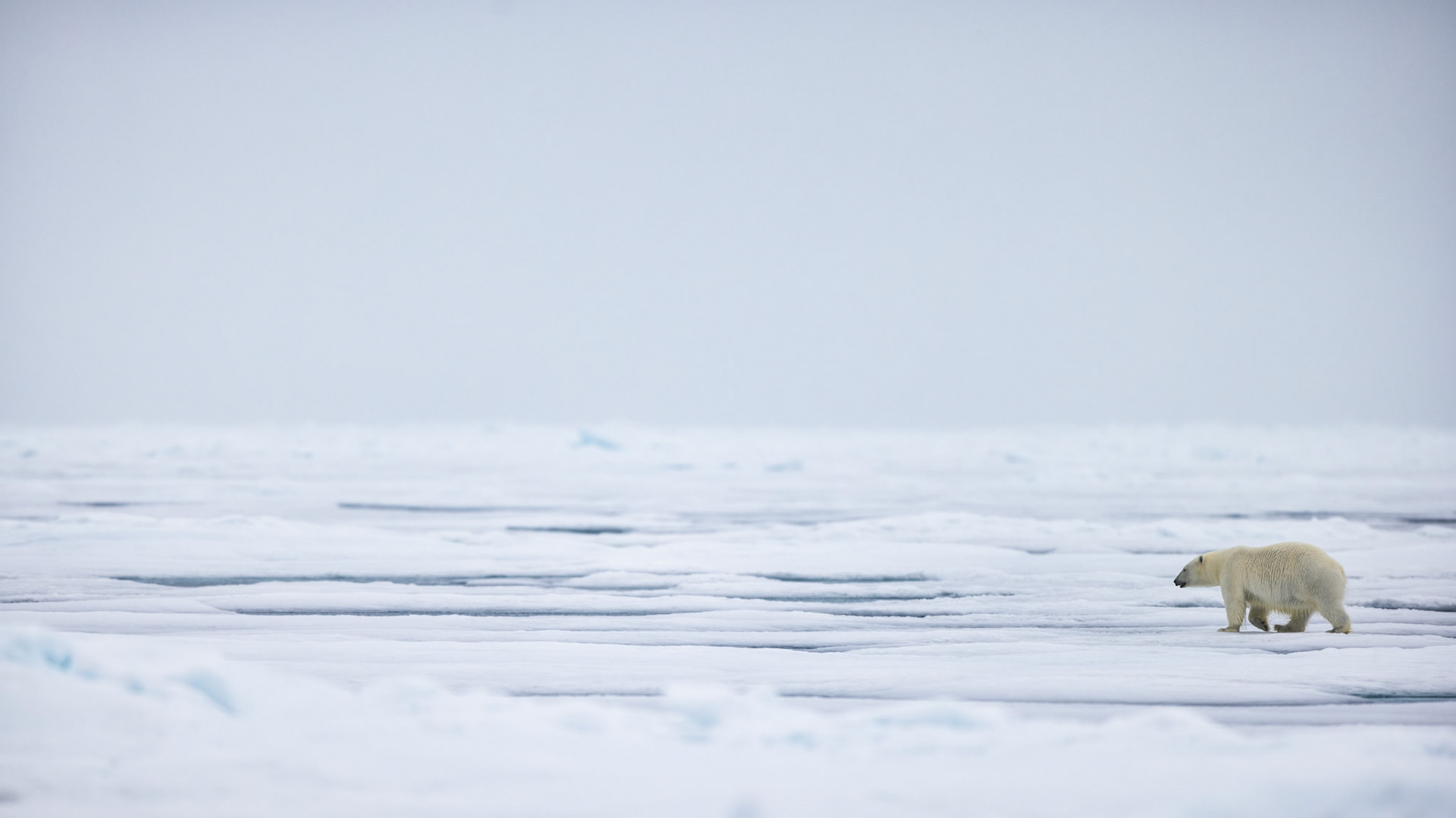 THE JOURNEY | With no path to follow and no horizon in sight, a lone polar bear continues across the Arctic sea ice. The photograph is a meditation on resilience, purpose, and the enduring pull of the unknown.