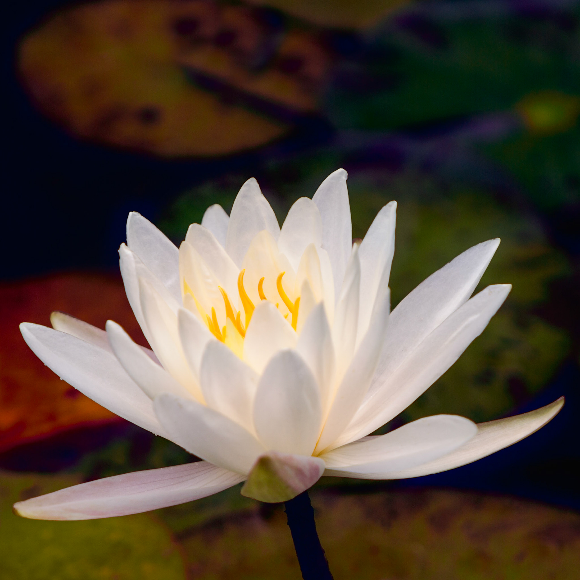 AUTUMN LILY | GIBBS GARDENS